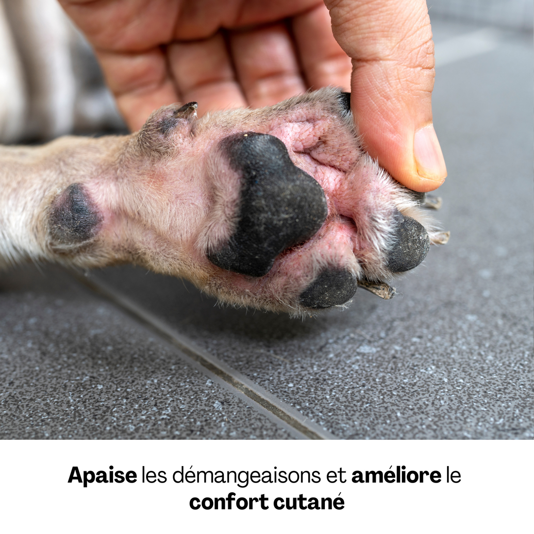 Grosse irritation entre les coussinets d’un chien, illustration d’un besoin de soin pour apaiser les démangeaisons et améliorer le confort cutané