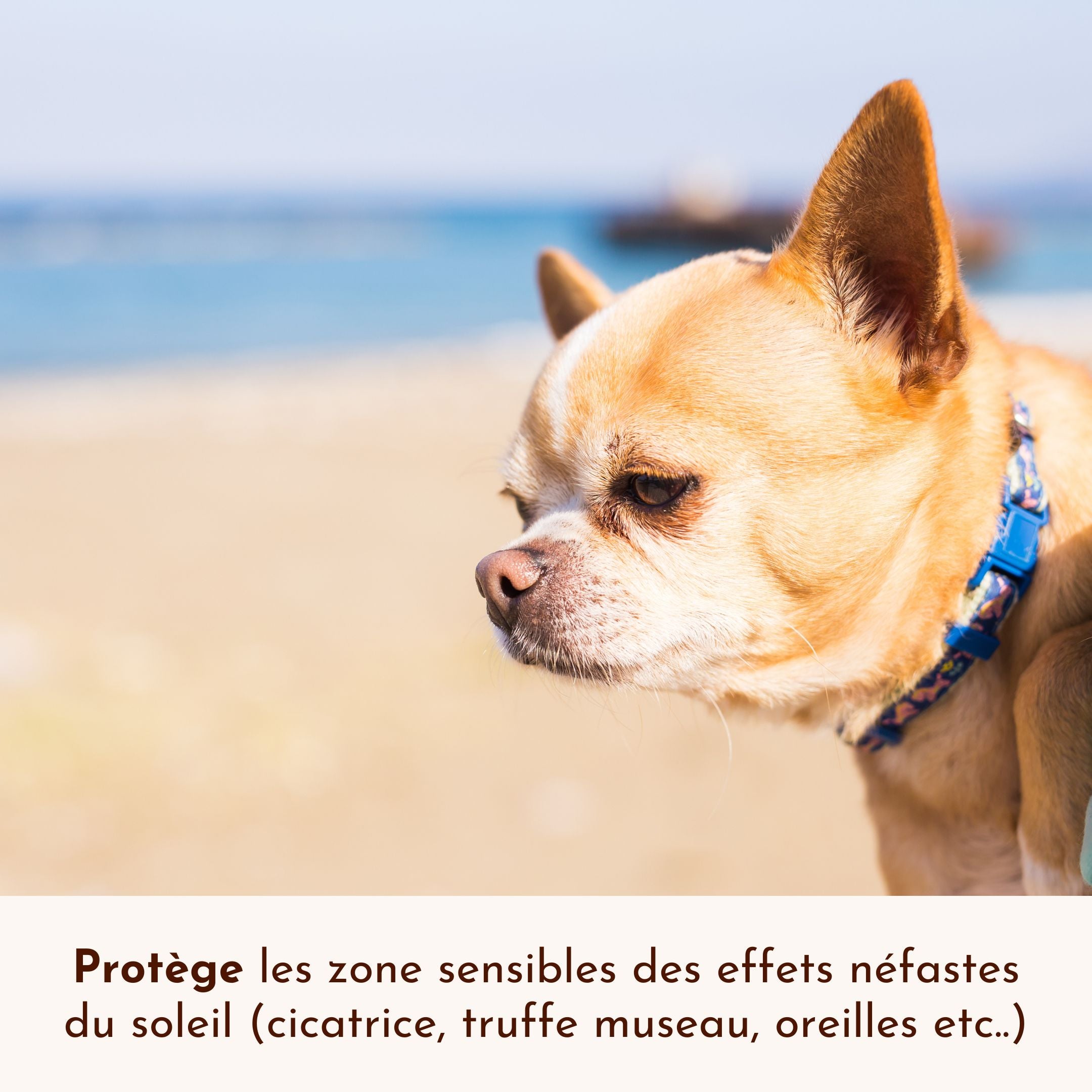 Petit chien protégé du soleil grâce à la crème solaire SPF30 Lézarderas-tu ?