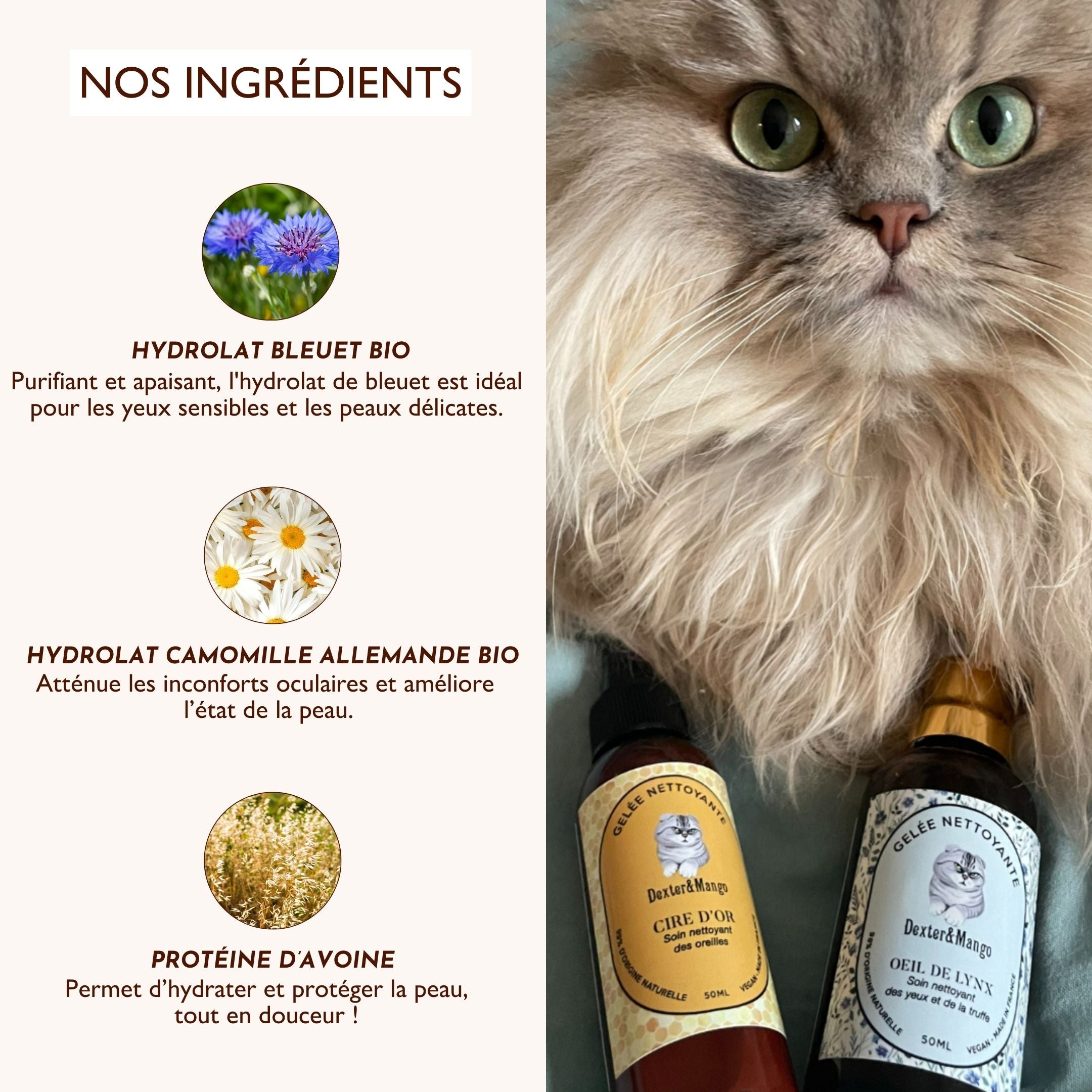 Chat persan posé à côté de la gelée Œil de Lynx” et “Cire d’Or”, avec mise en avant des ingrédients naturels comme l’hydrolat de bleuet bio