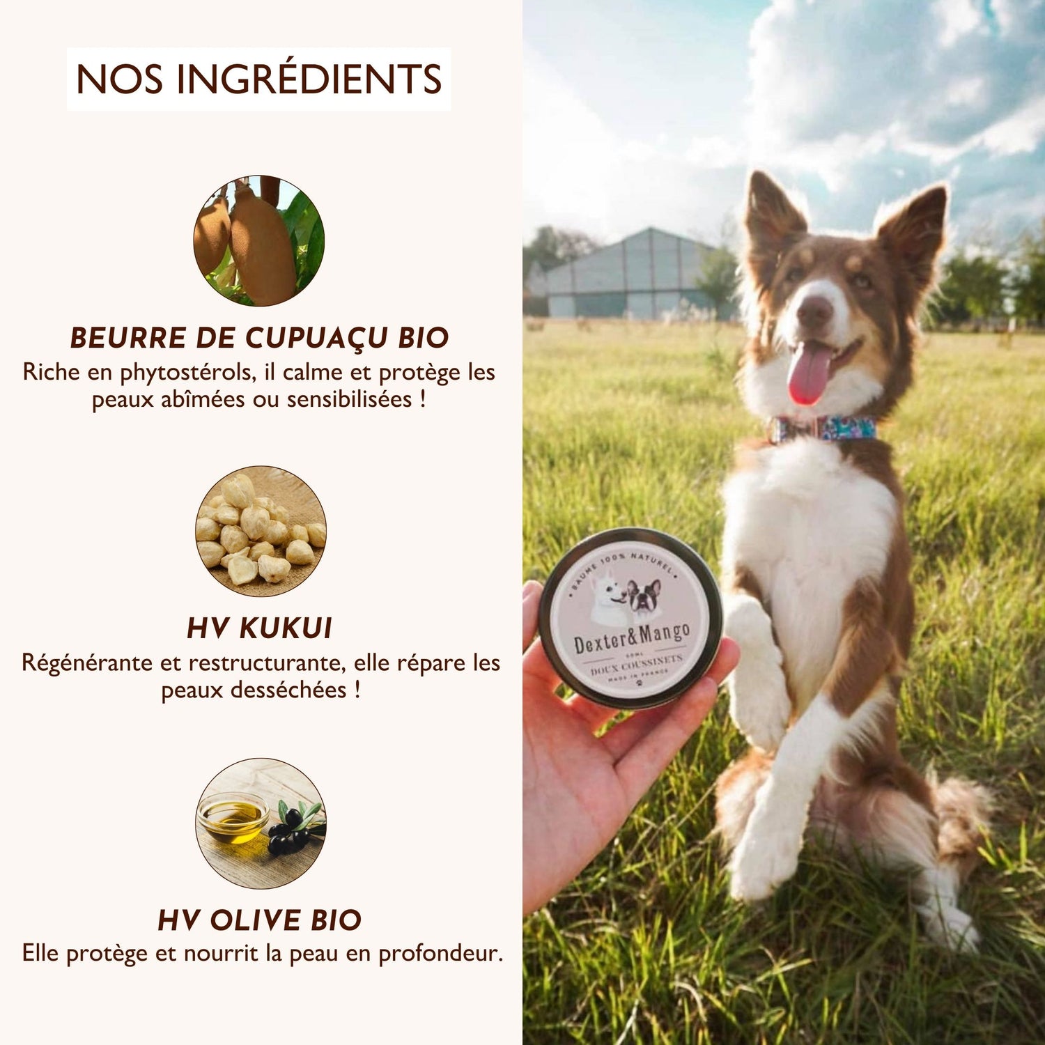 Chien dans un champ tenant le baume avec à gauche les ingrédients naturels du produit