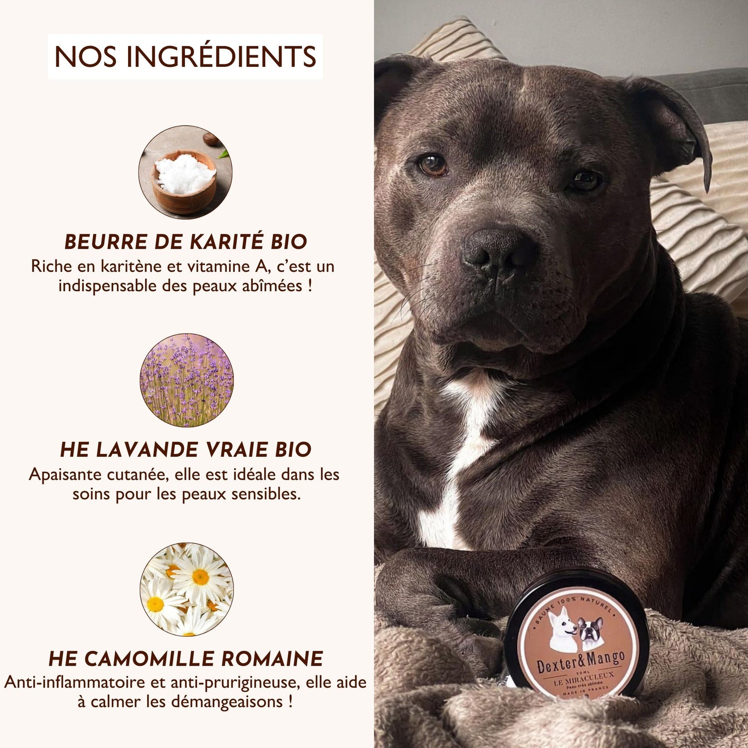 Chien assis avec le baume Le Miraculeux, et liste des ingrédients naturels : beurre de karité bio, lavande vraie bio, camomille romaine.