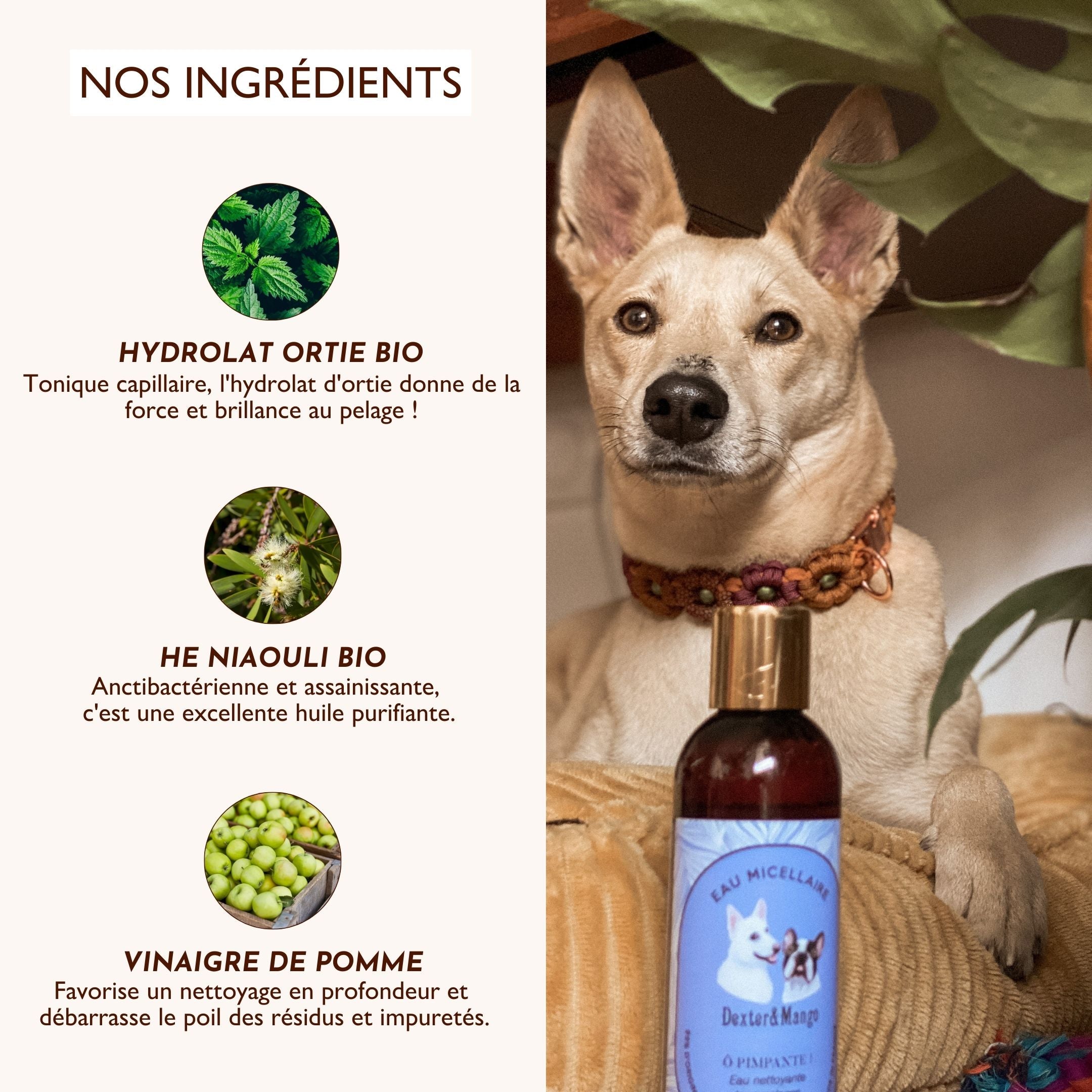 Chien beige et ingrédients naturels de l’eau micellaire : ortie bio, niaouli, vinaigre de pomme.