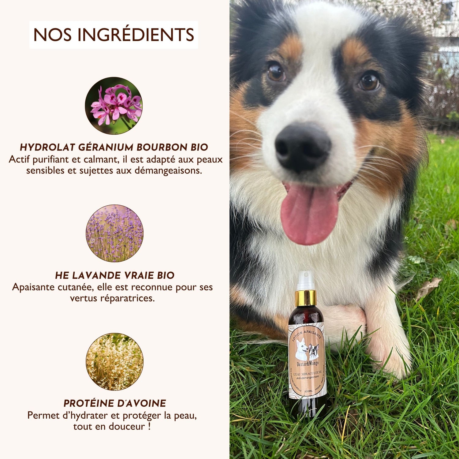 Ingrédients naturels de la lotion anti-démangeaisons Eau Miraculeuse pour chien