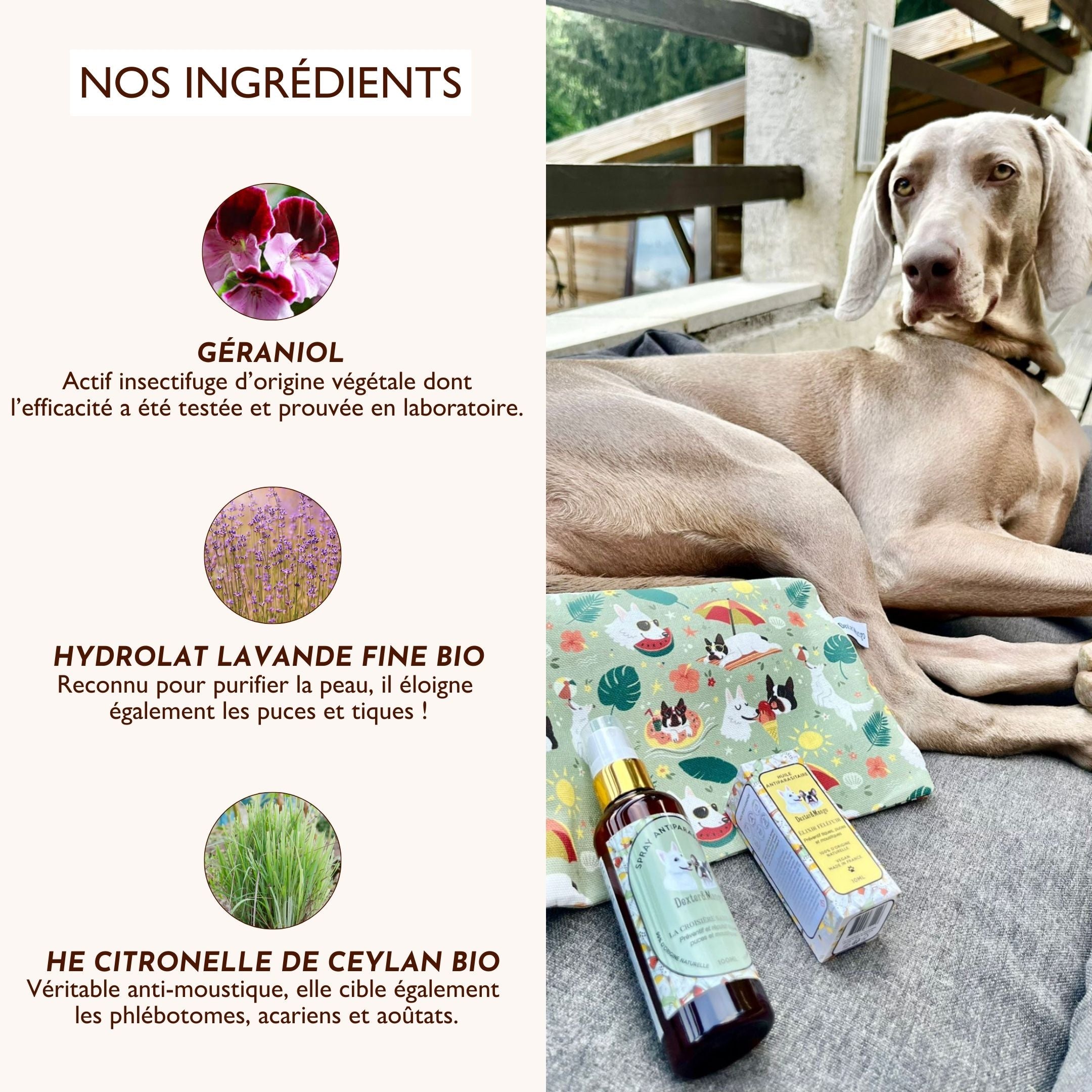 Chien allongé sur un coussin à côté de la lotion antiparasitaire naturelle et de ses ingrédients bio.