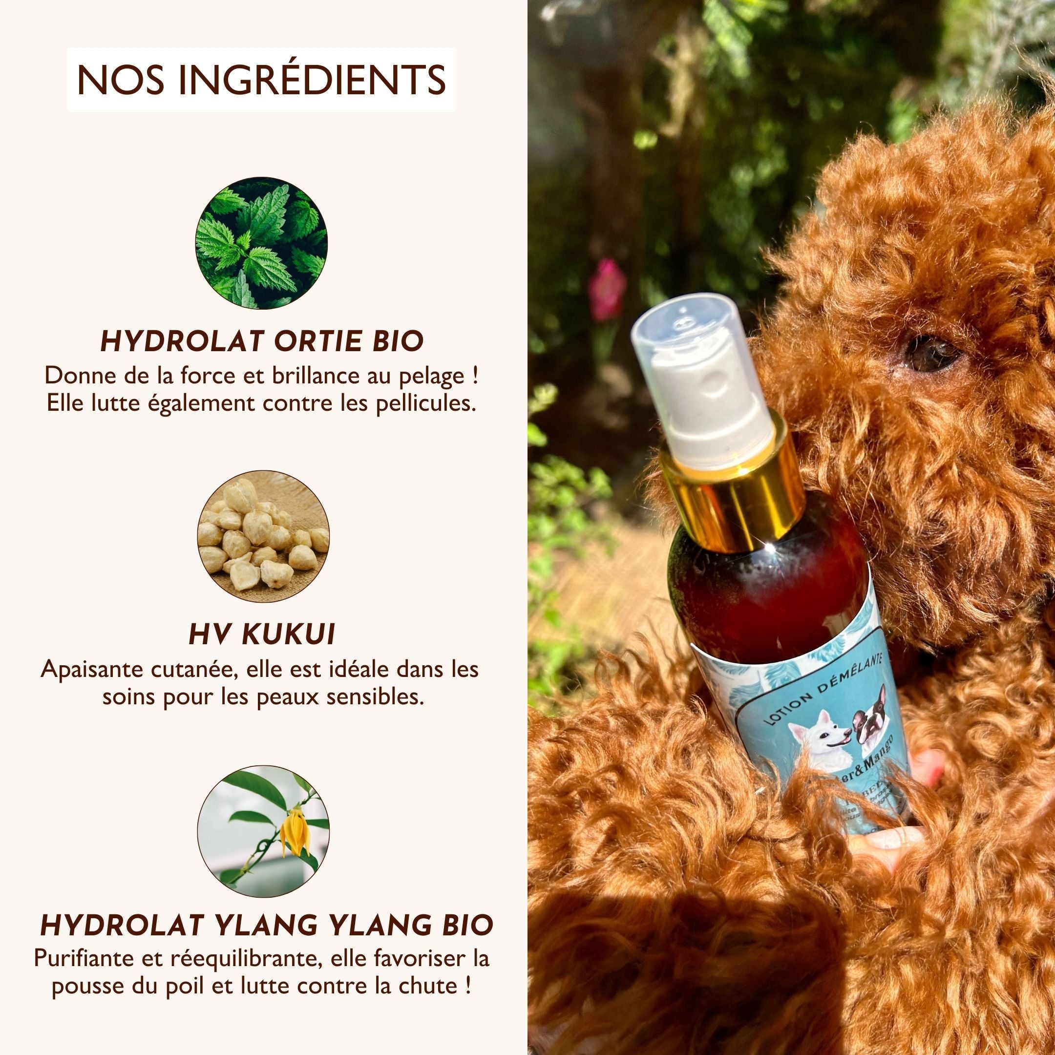 Ingrédients de la lotion démêlante Rebel : hydrolat d’ortie bio, huile de Kukui et hydrolat d’ylang-ylang bio.