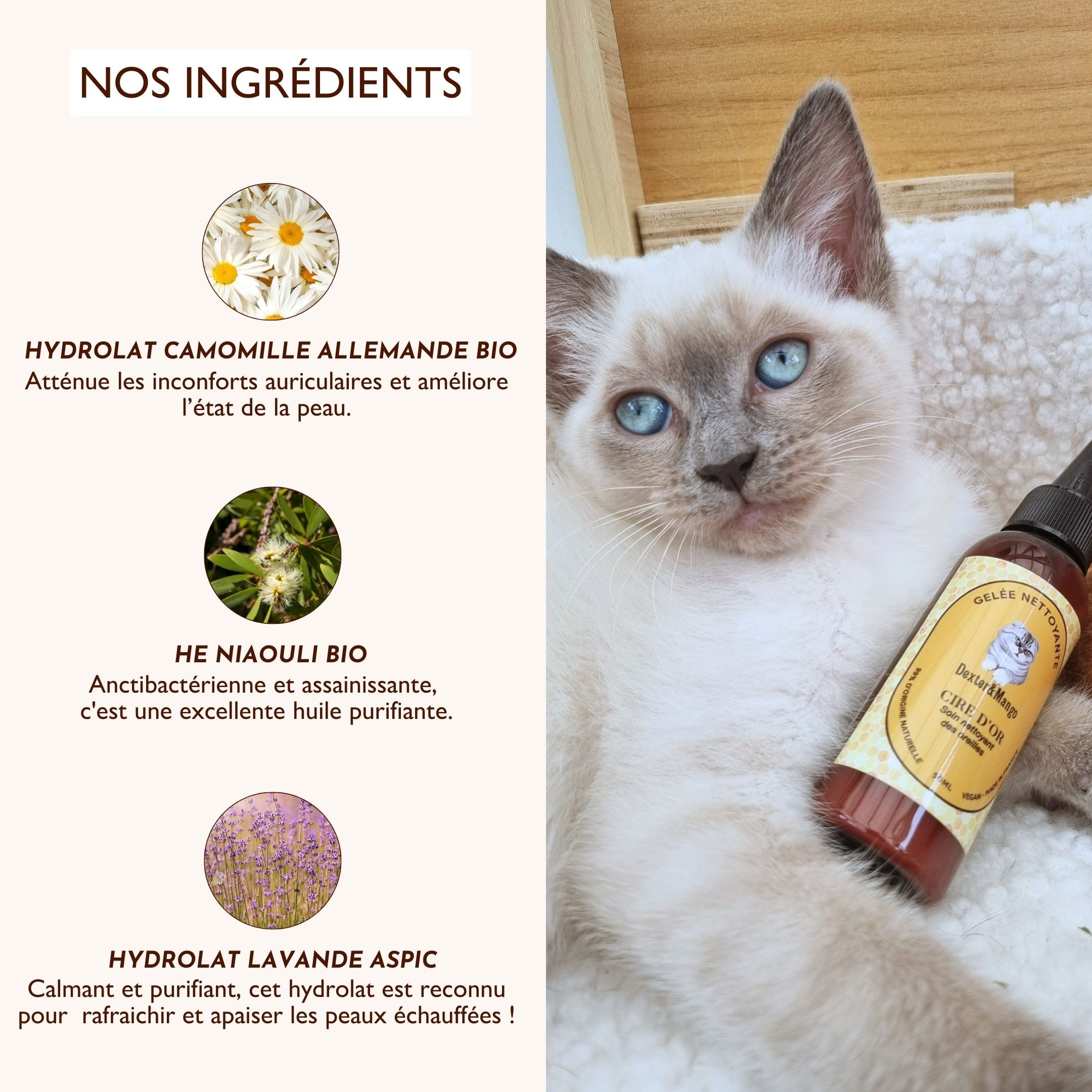 Chaton allongé avec la Gelée Nettoyante Cire d’Or, ingrédients naturels mis en avant : camomille, niaouli, lavande aspic.