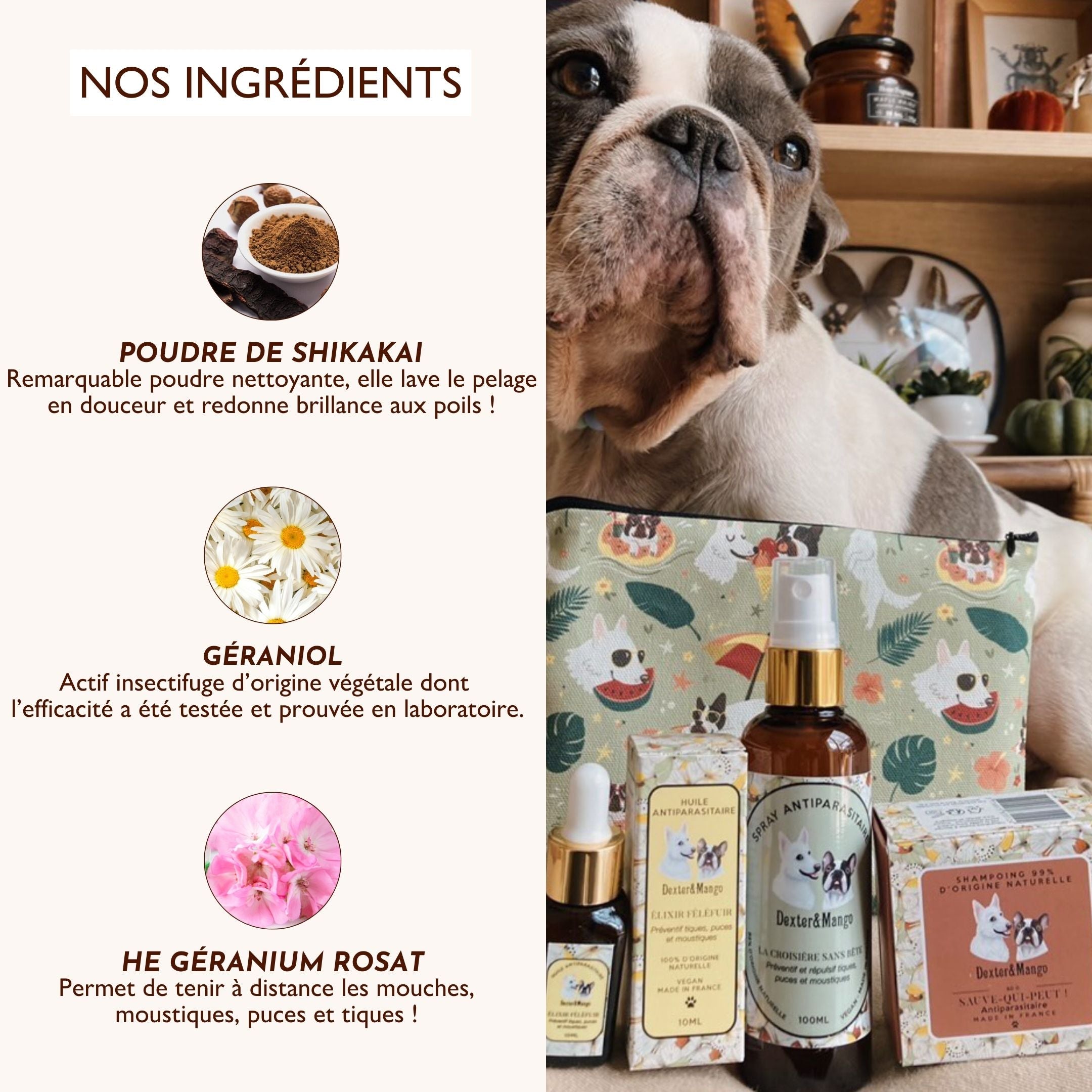 Présentation des ingrédients naturels du shampoing antiparasitaire Sauve-qui-peut avec un bouledogue français