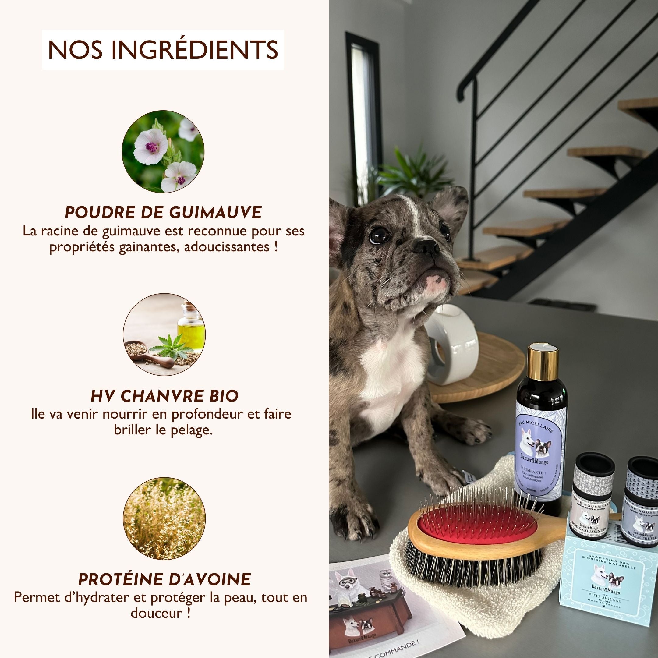 Chiot assis à côté des produits de soin Dexter & Mango avec la liste des ingrédients du shampoing P’tit Mousse