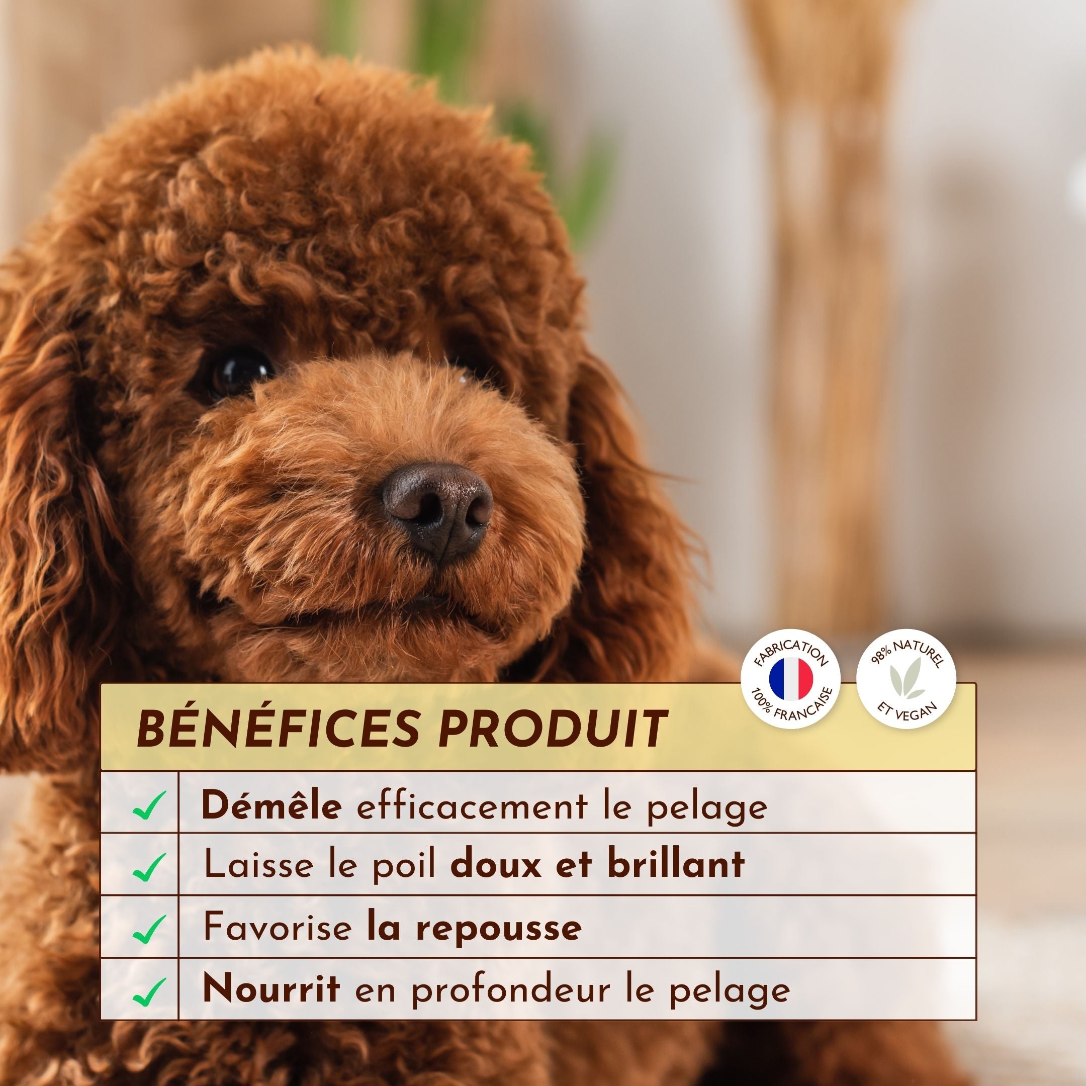 Chien caniche avec texte des bénéfices de la lotion démêlante Dexter & Mango