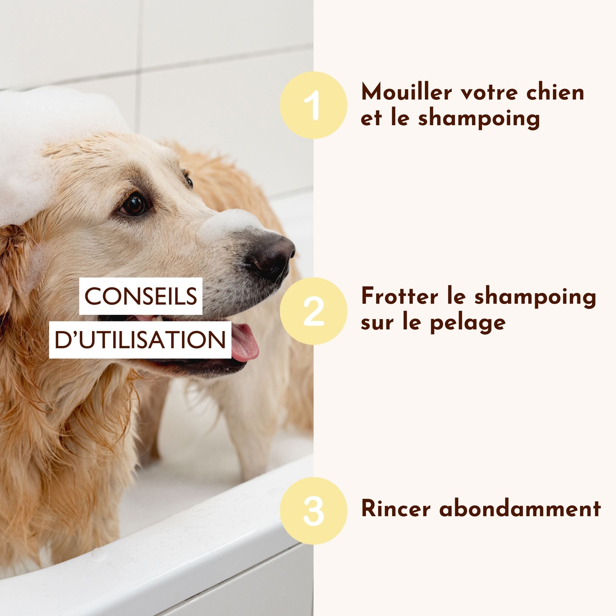 Golden retriever dans un bain moussant avec les étapes d’utilisation du shampoing