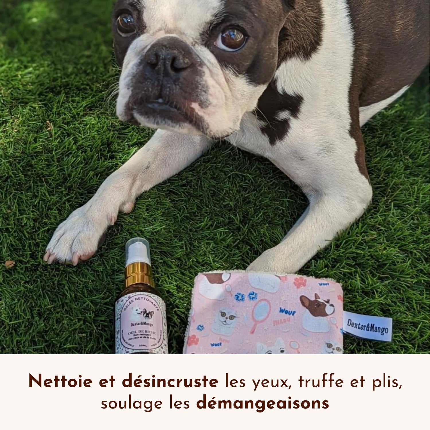 Boston Terrier avec la gelée Oeil de Biche, nettoie les yeux, truffe et plis, apaise les démangeaisons