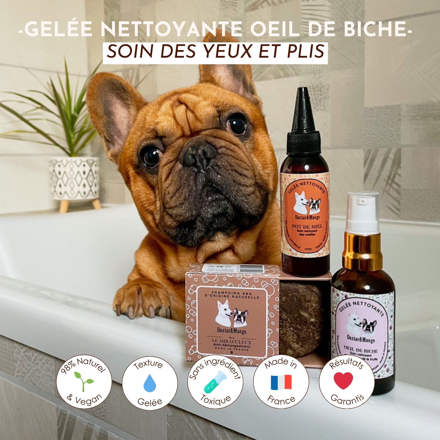 Bouledogue français dans une baignoire avec la gelée Oeil de Biche et d’autres soins pour les yeux et plis