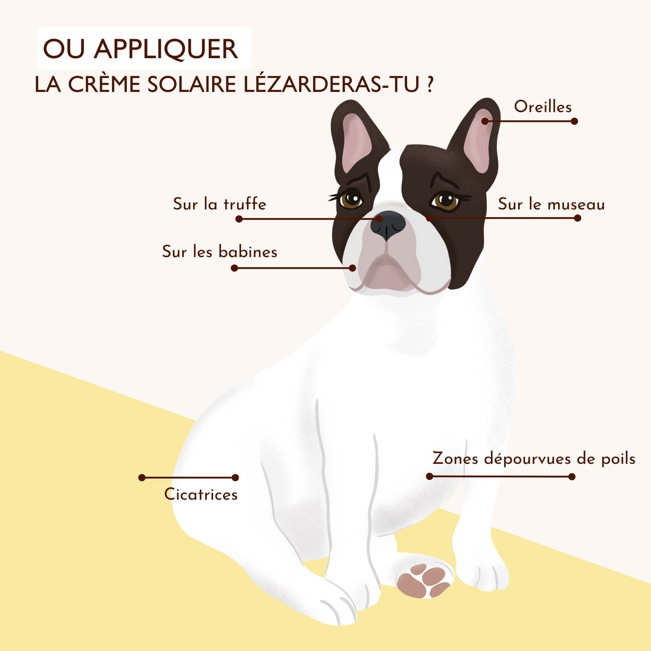 Schéma indiquant où appliquer la crème solaire pour chien sur le museau, les oreilles et la truffe