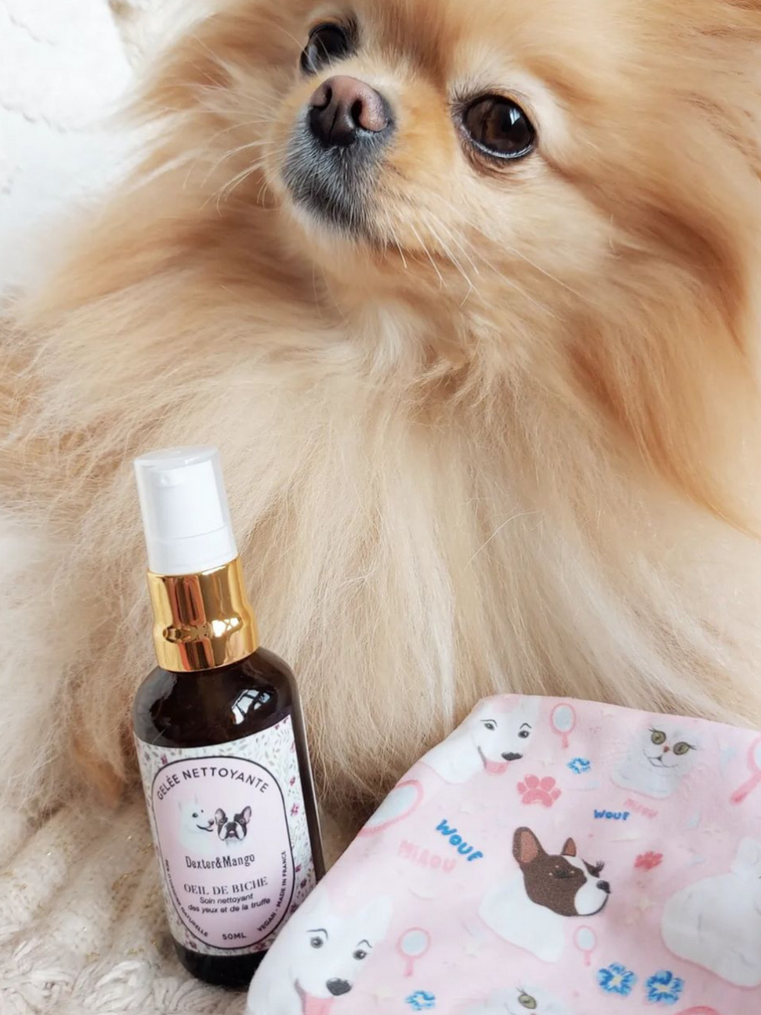 Chien Pomeranien allongé, posé à côté de la gelée nettoyante pour les yeux Dexter & Mango et d’une pochette illustrée