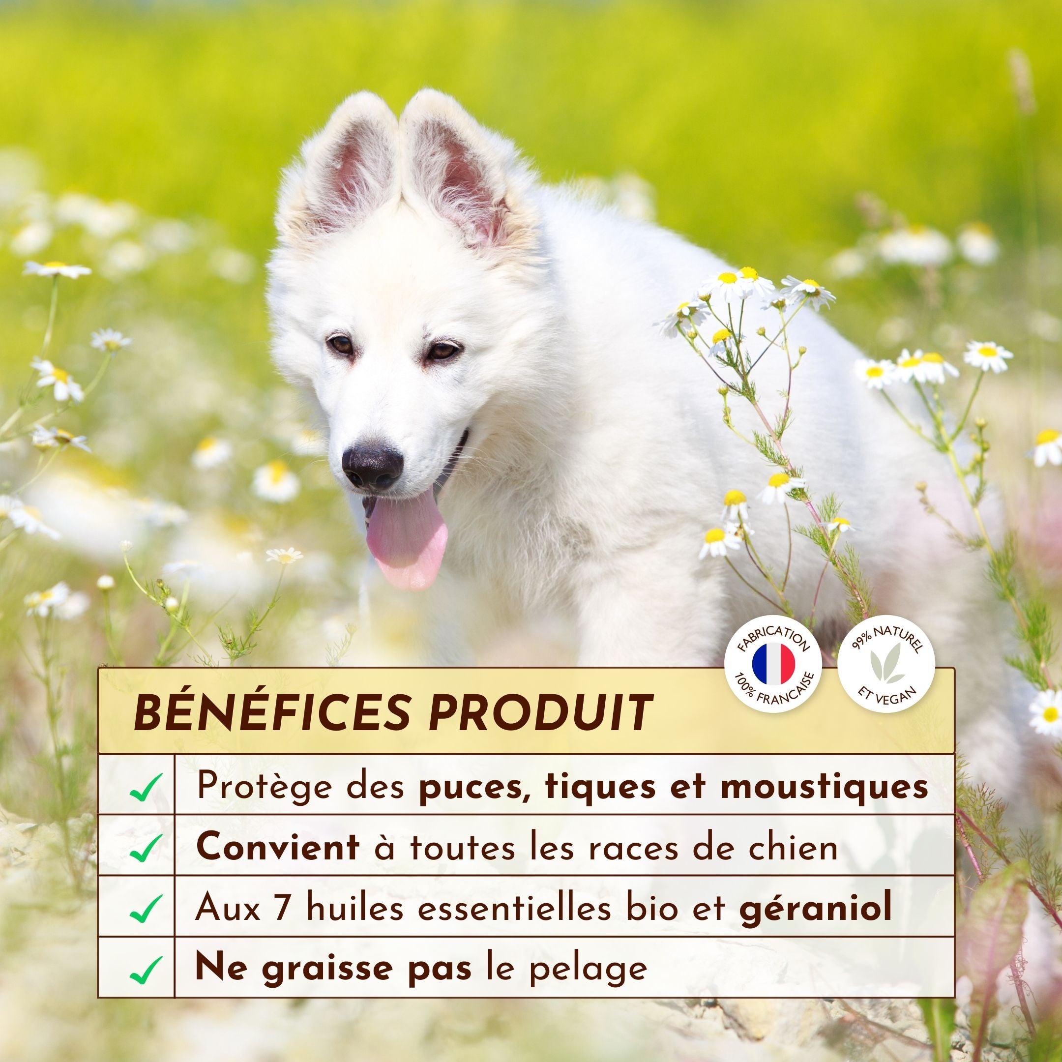 Chien blanc dans un champ, encadré par les bénéfices du spray antiparasitaire aux huiles essentielles bio.