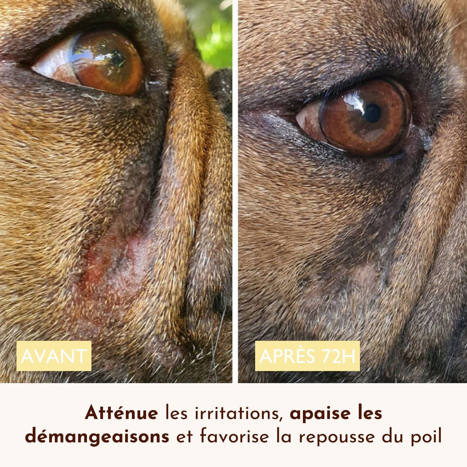 Résultat avant/après du baume Peau de Pêche sur les irritations du visage d’un chien