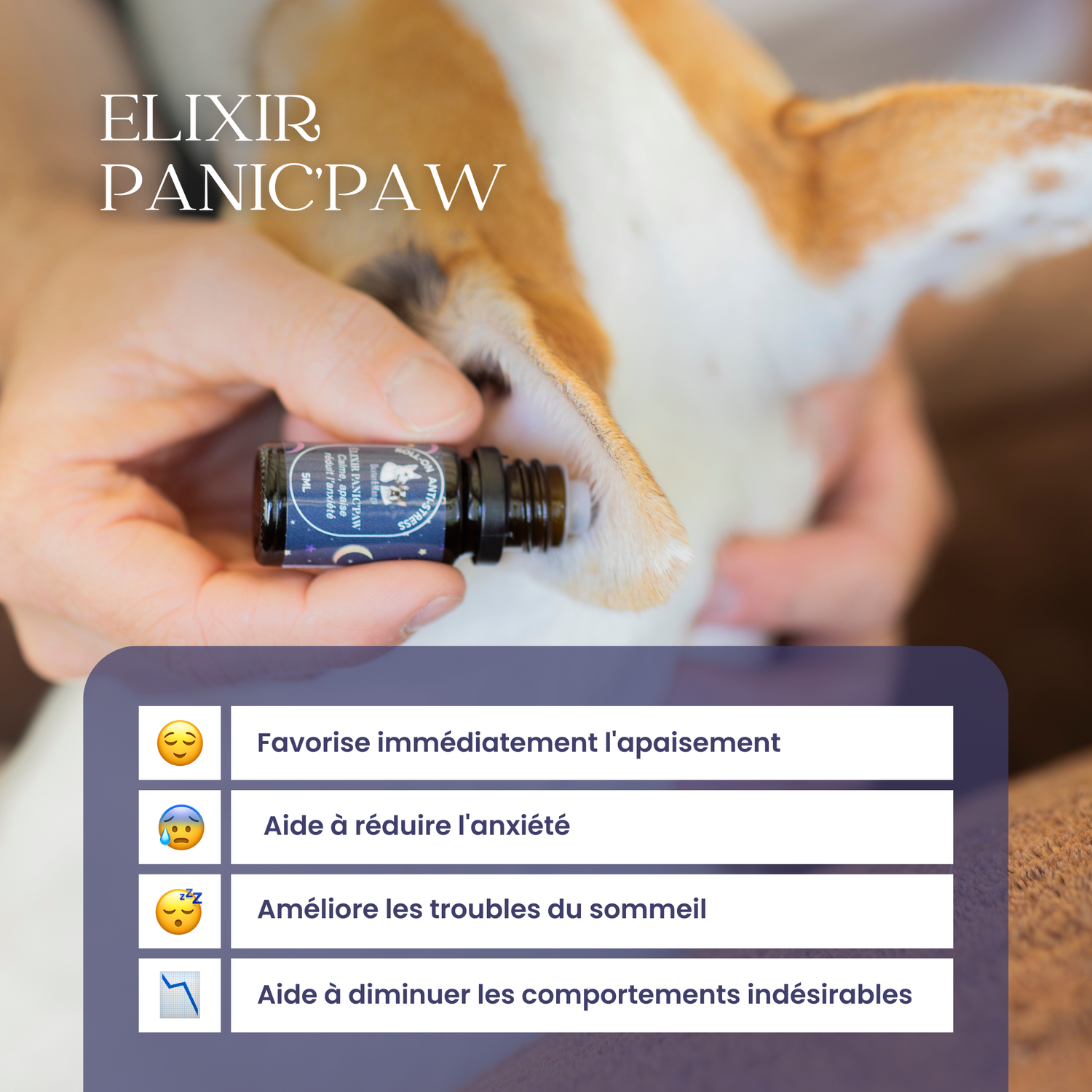 Application de l’Élixir Panic’Paw sur l’oreille d’un chien avec bienfaits listés