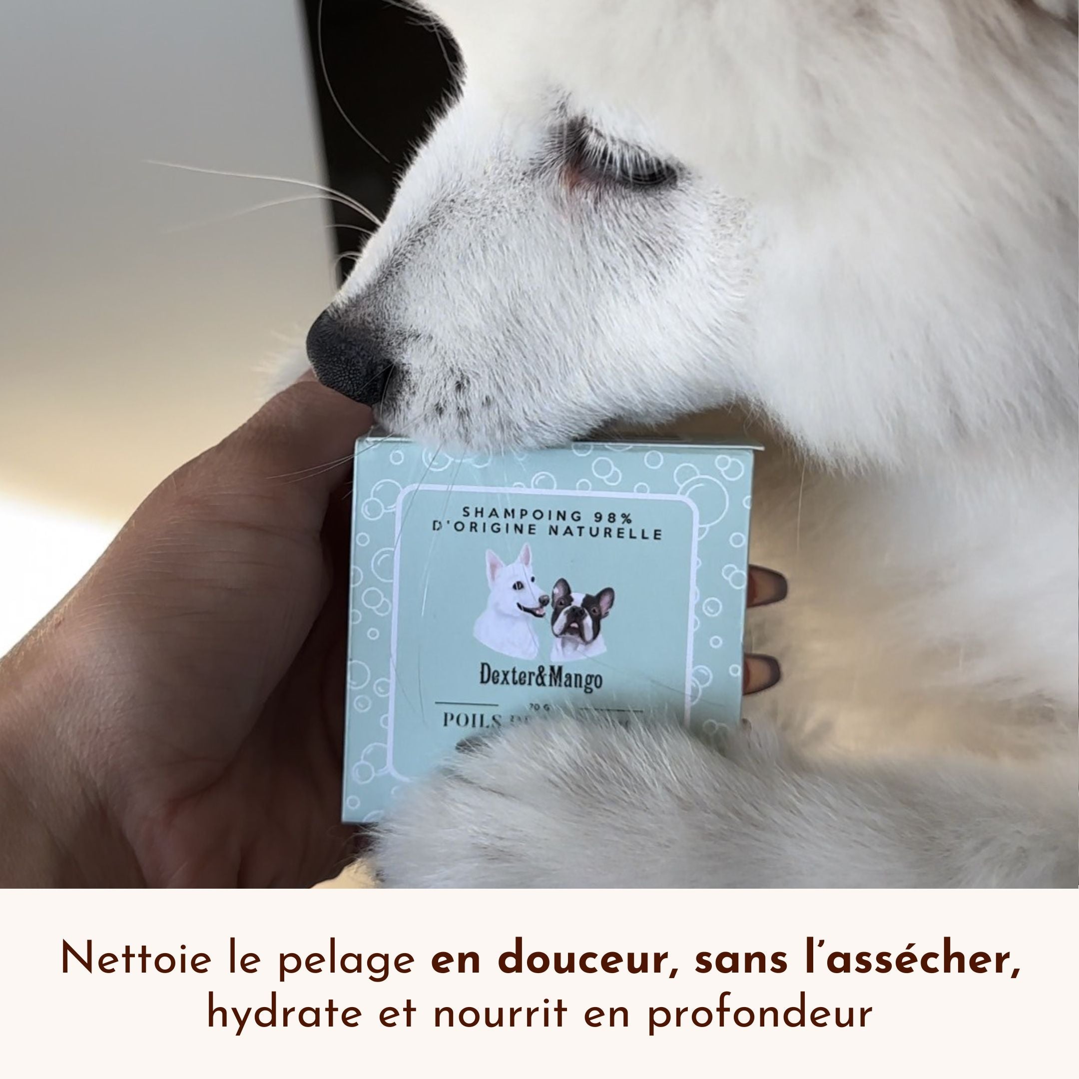 Chien blanc qui renifle la boîte du shampoing Poils de Velours de Dexter et Mango tenue par une main