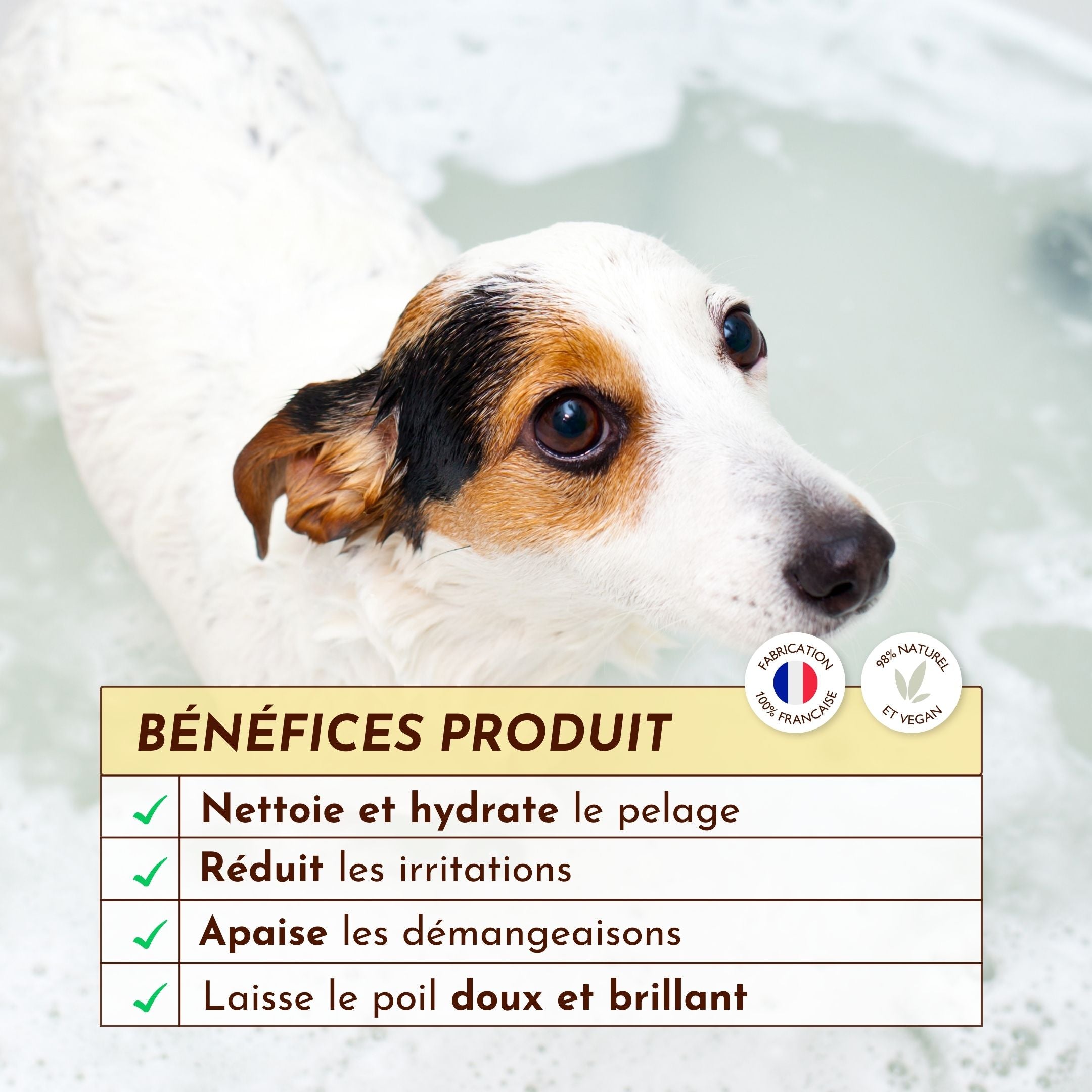 chien mouillé dans un bain avec encadré des bénéfices du shampoing Le Miraculeux