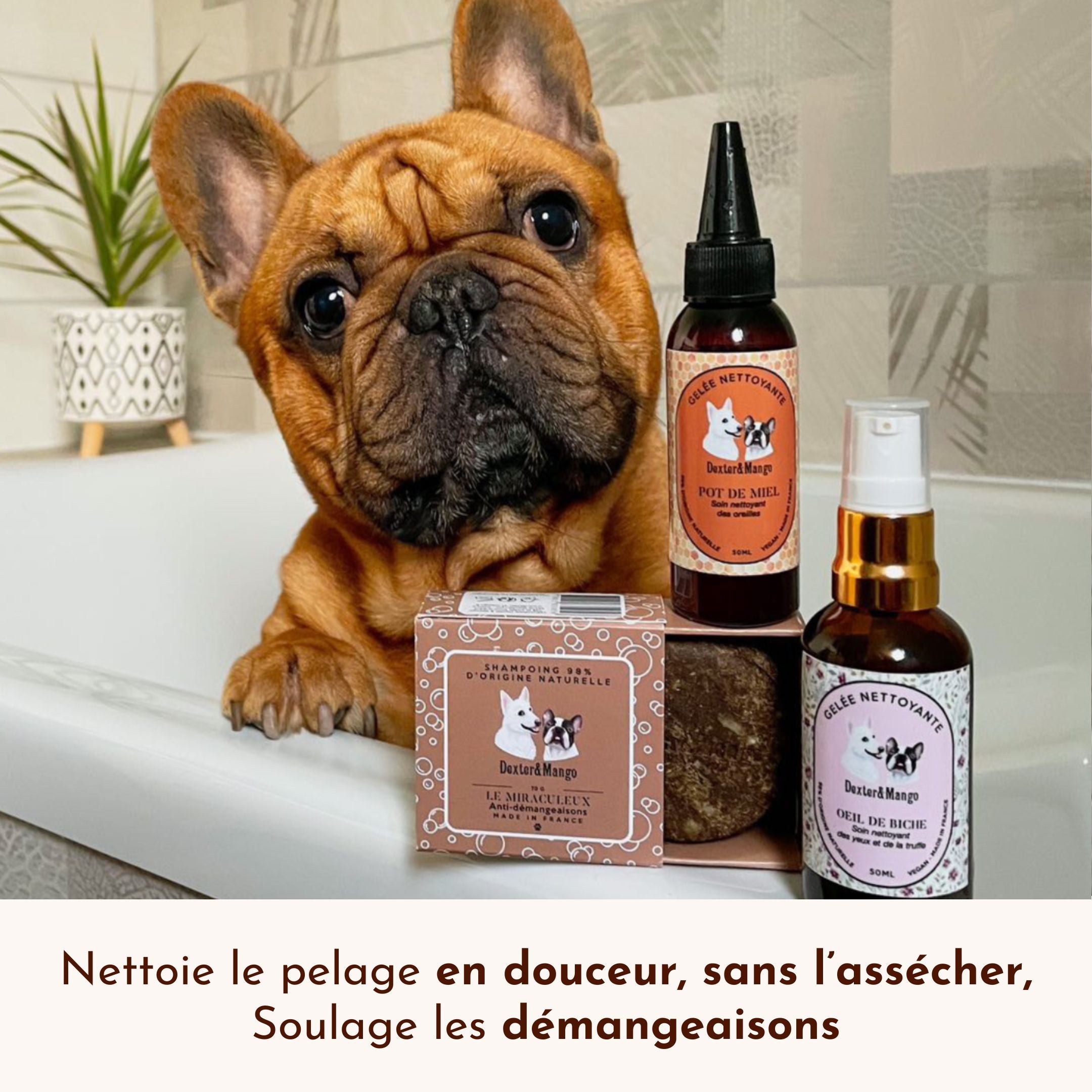bouledogue français dans une baignoire à côté du shampoing Le Miraculeux et autres produits Dexter & Mango