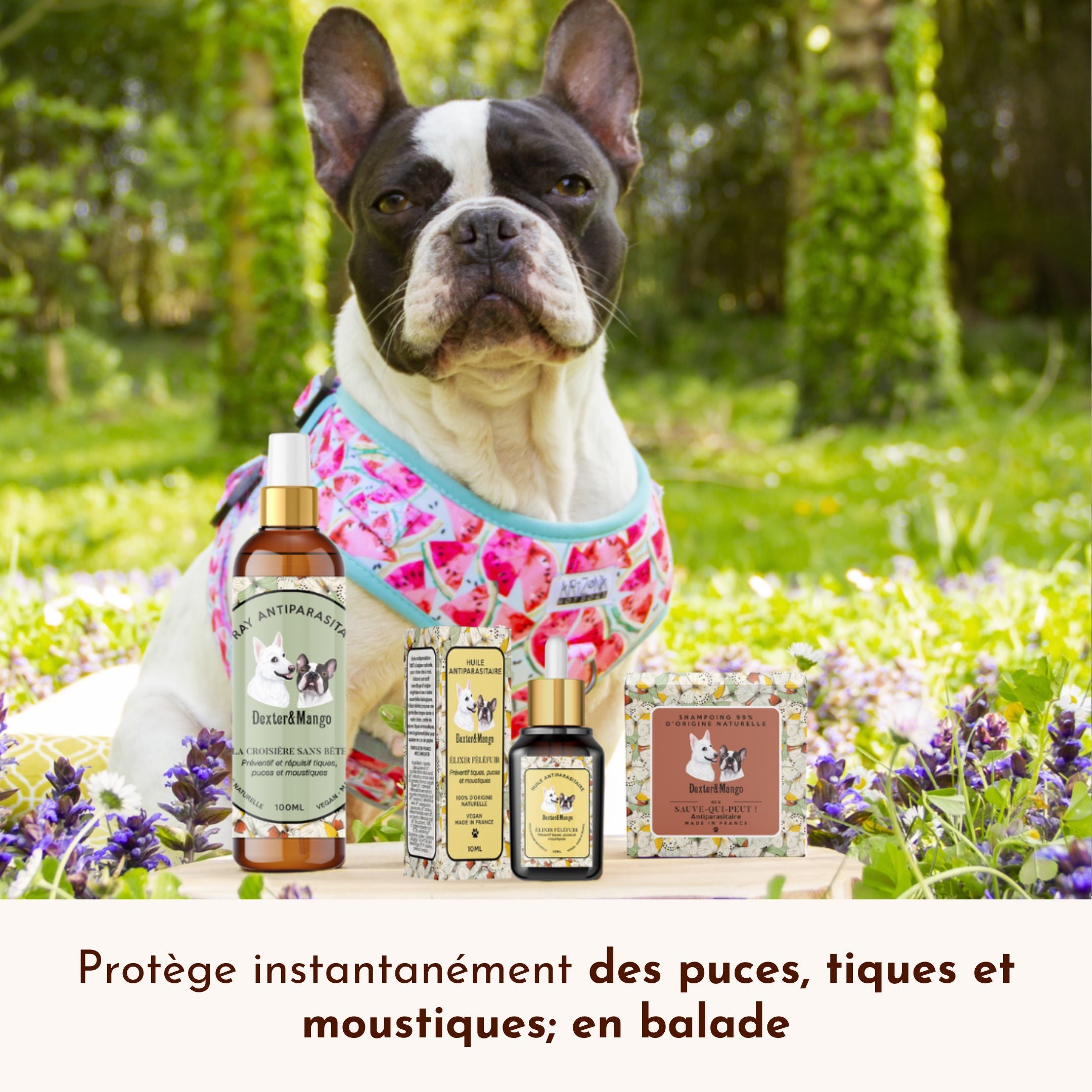 Bouledogue posé en extérieur avec toute la gamme de soins antiparasitaires de Dexter & Mango.
