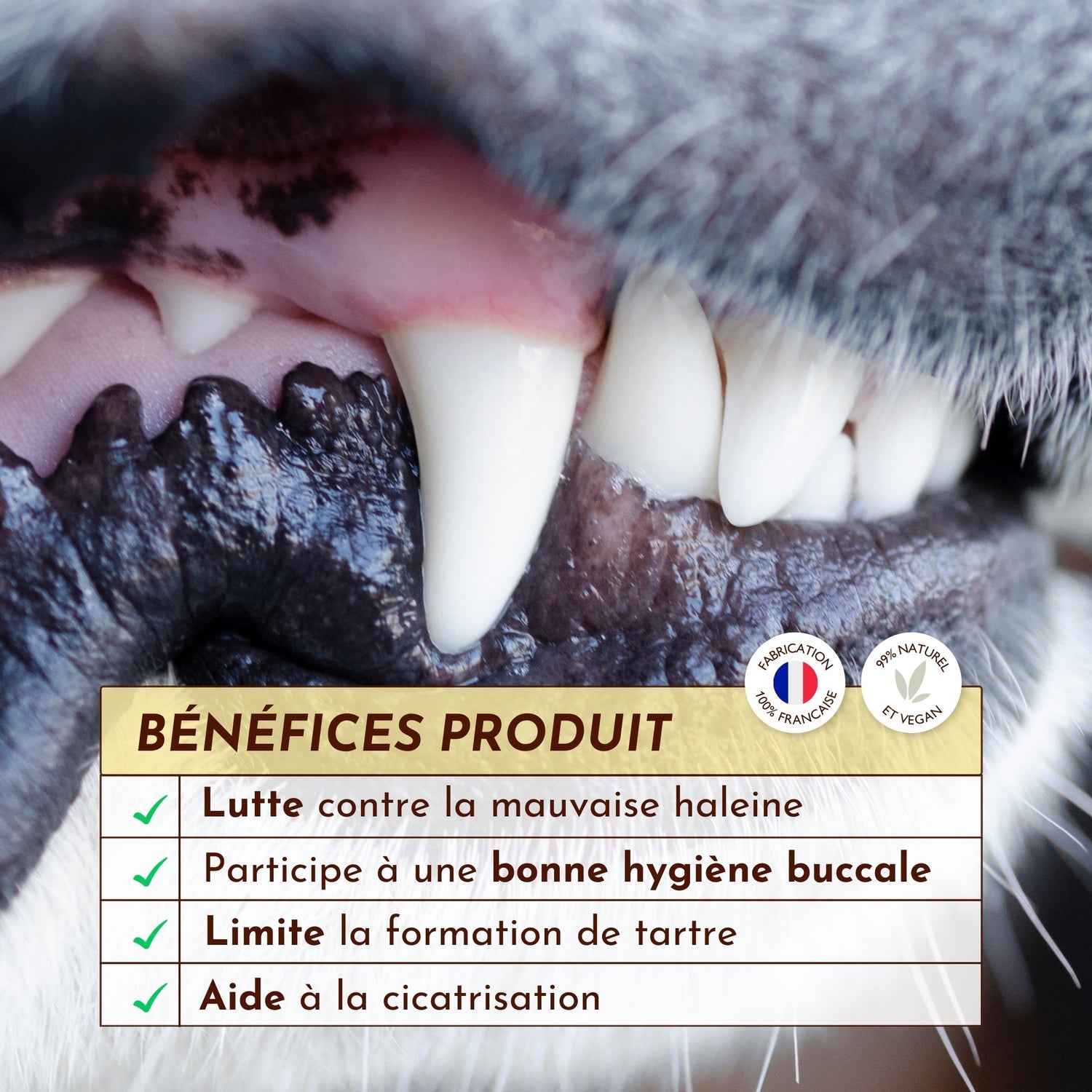 Zoom sur la dentition d’un chien propre et saine grâce au spray buccal Souffle Polaire, idéal pour lutter contre la mauvaise haleine et prévenir la plaque dentaire