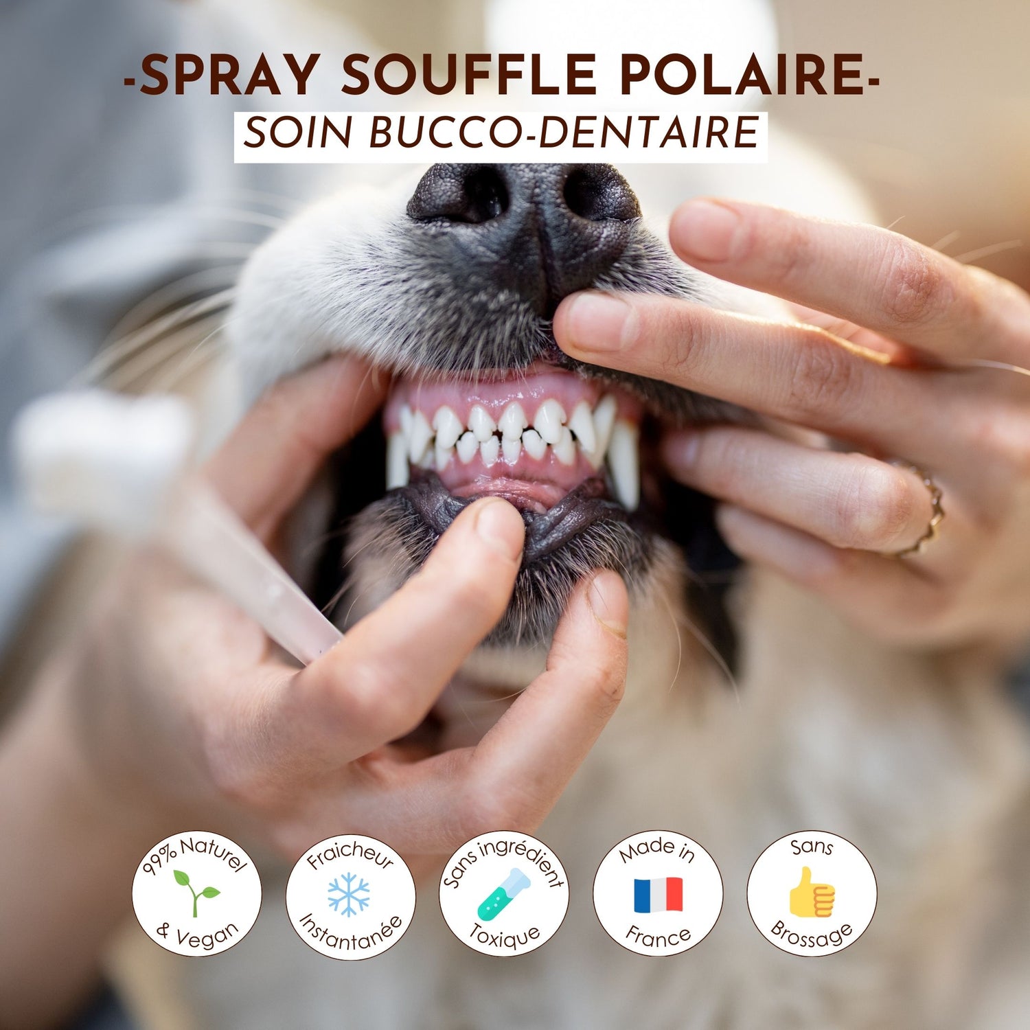 Application du spray buccal Souffle Polaire sur un chien, illustrant son effet rafraîchissant et purifiant pour la bouche.