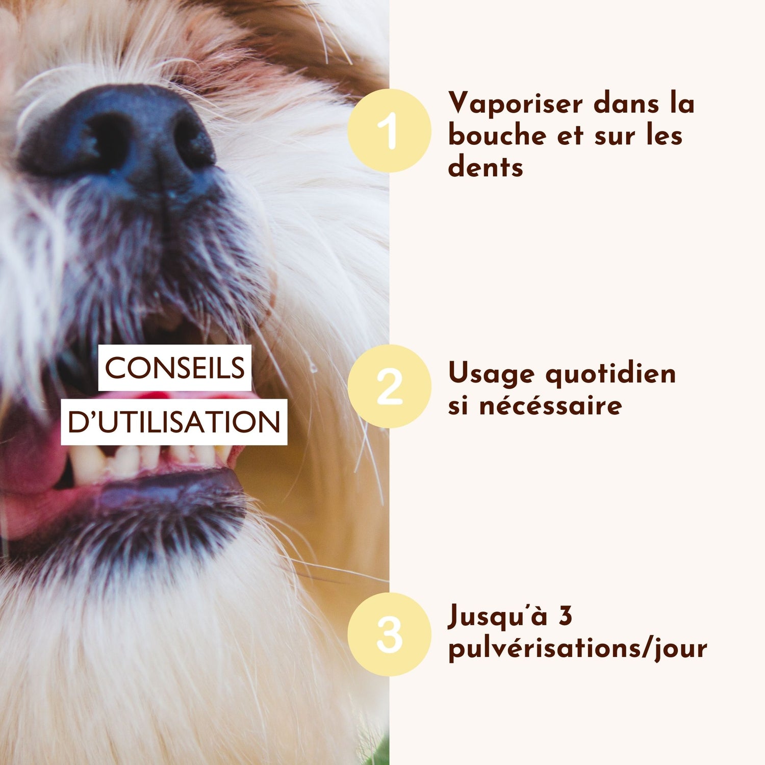 Application du spray buccal Souffle Polaire sur un chien, illustrant son effet rafraîchissant et purifiant pour la bouche.