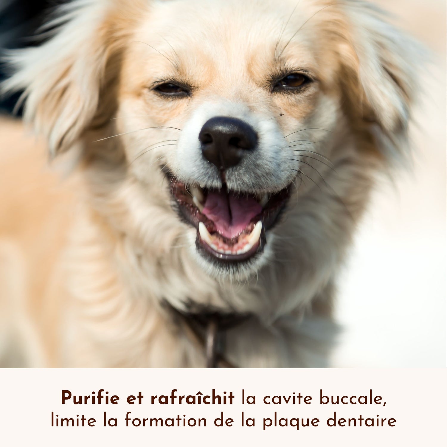 Chien souriant après l’application du spray Souffle Polaire, un soin naturel pour purifier la bouche et rafraîchir l’haleine.