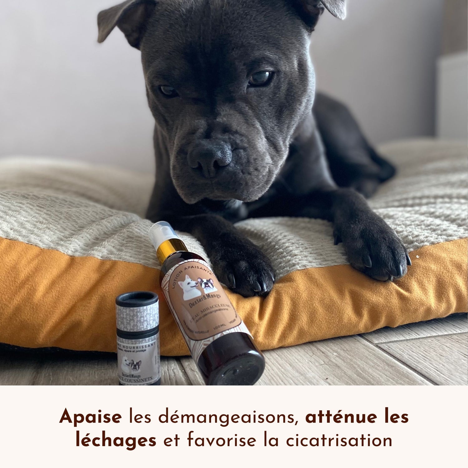 Chien Staffie observant la lotion anti-démangeaisons posée sur son coussin