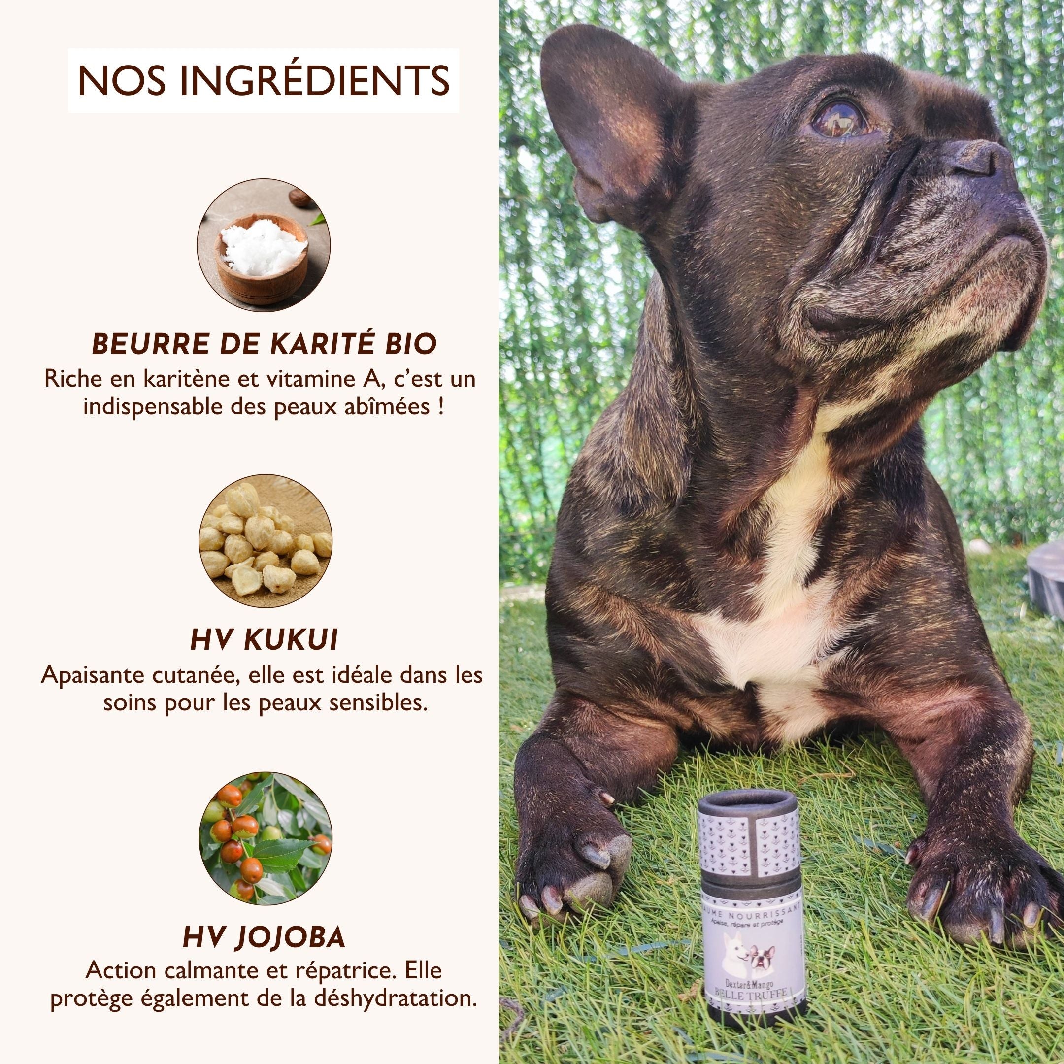 Ingrédients naturels du stick Belle Truffe : beurre de karité bio, huile végétale de kukui et de jojoba, idéales pour nourrir et réparer la truffe des chiens.
