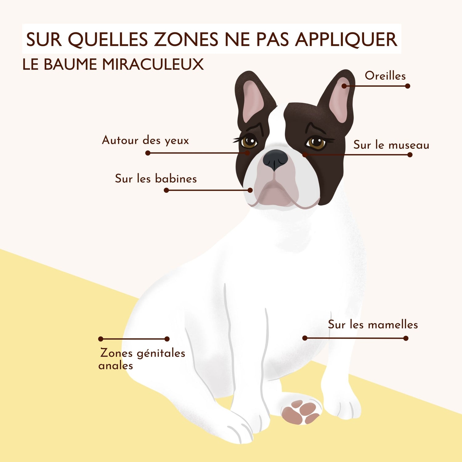 Illustration des zones du corps du chien à éviter lors de l’application du baume Le Miraculeux (museau, babines, yeux, zones génitales, etc).