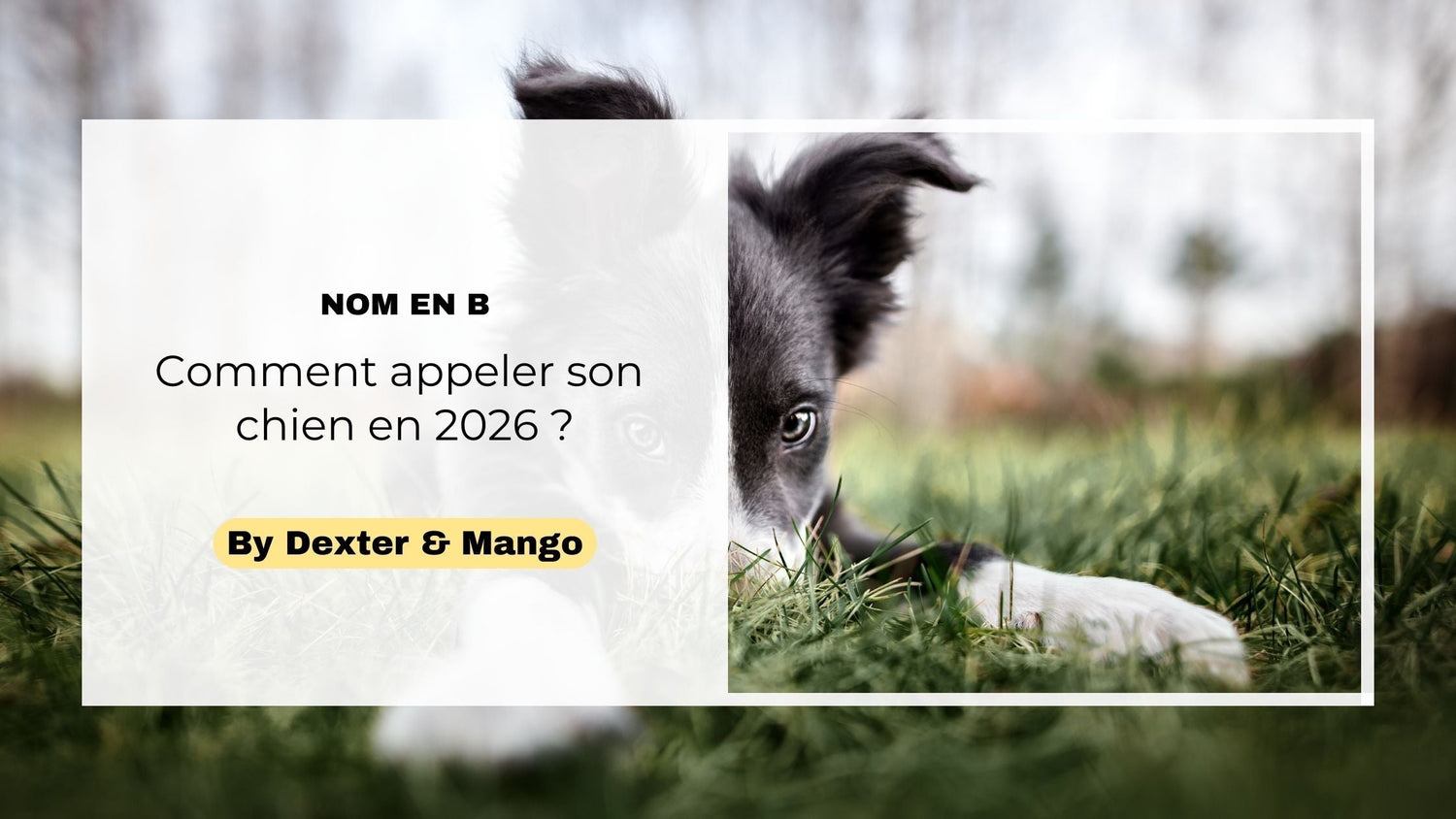 Noms de chien en B pour 2026 : idées originales & conseils pour bien choisir