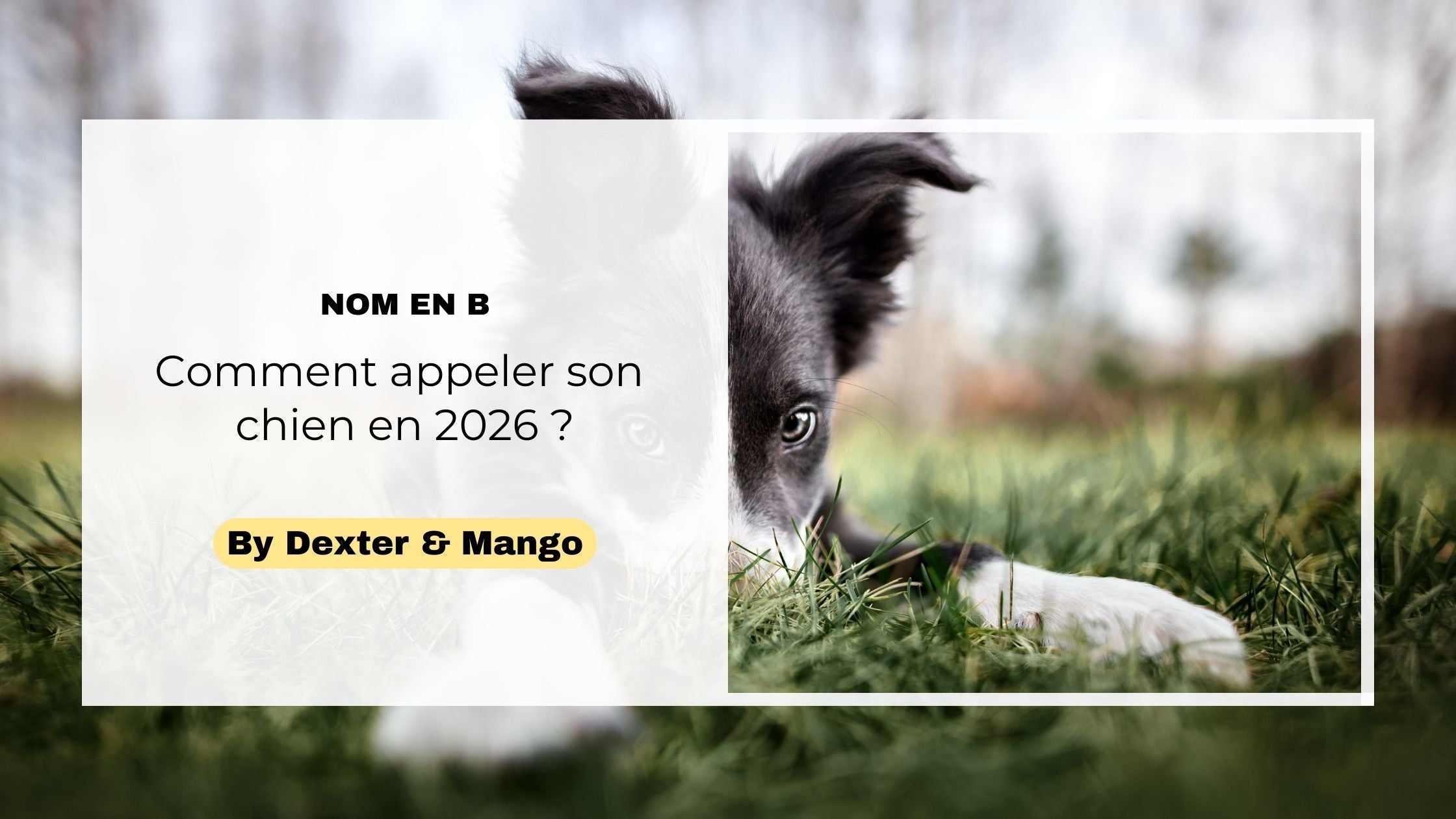 Noms de chien en B pour 2026 : idées originales & conseils pour bien choisir