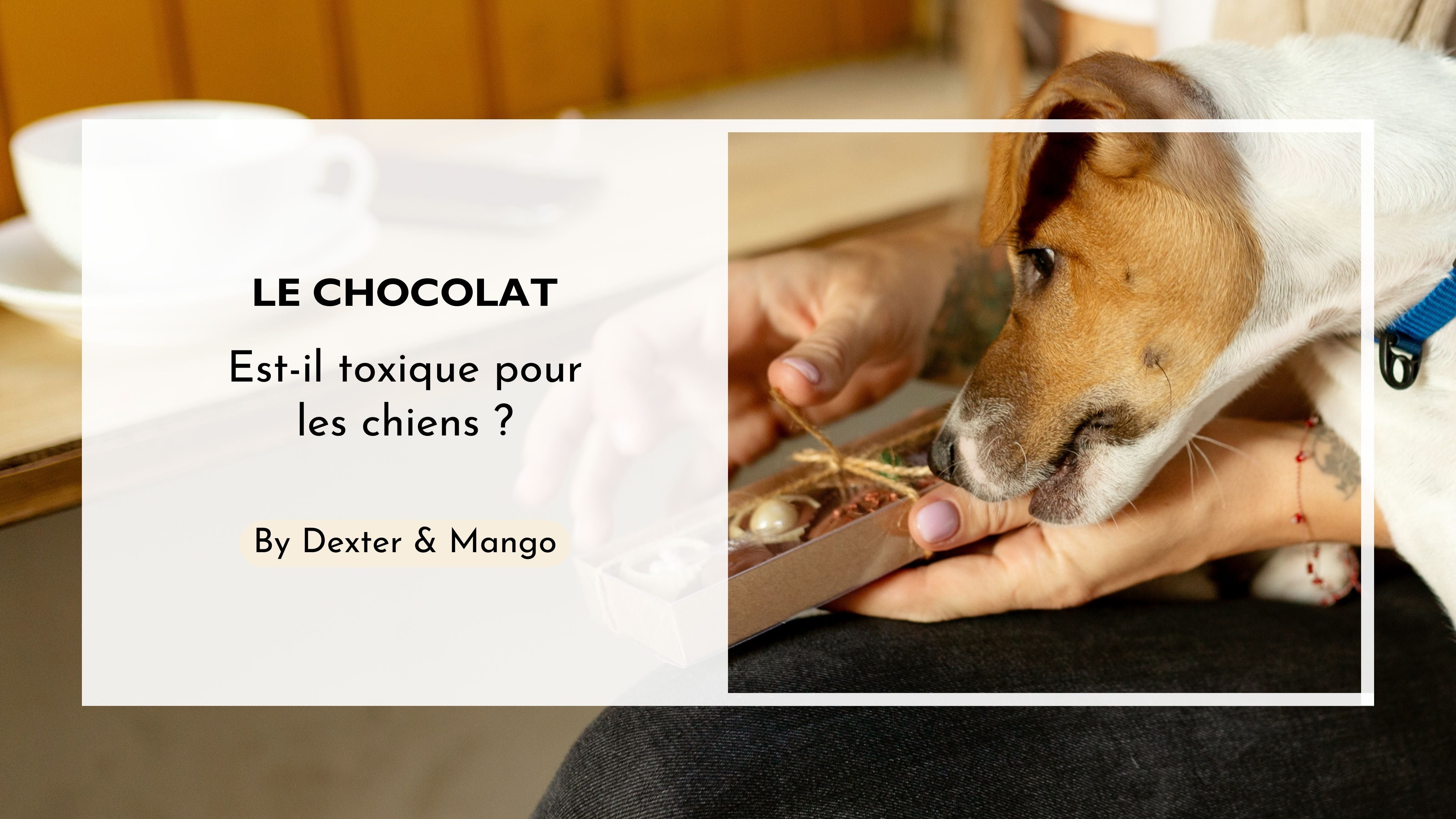 Mon chien a mangé du chocolat Estce une urgence ? Dexter et Mango