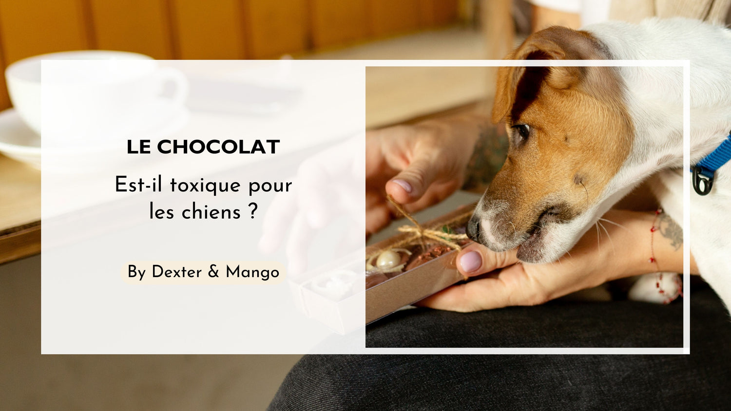 Mon chien a mangé du chocolat : Est-ce une urgence ?