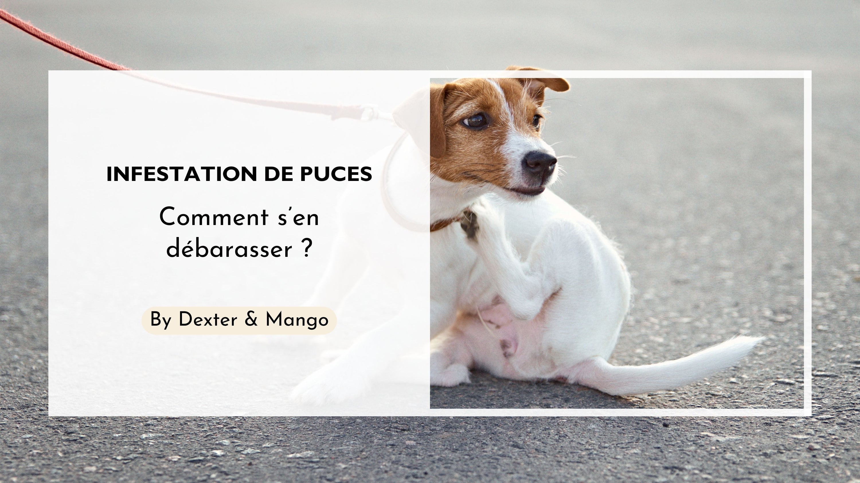 Mon chien est infesté de puces, que faire ?
