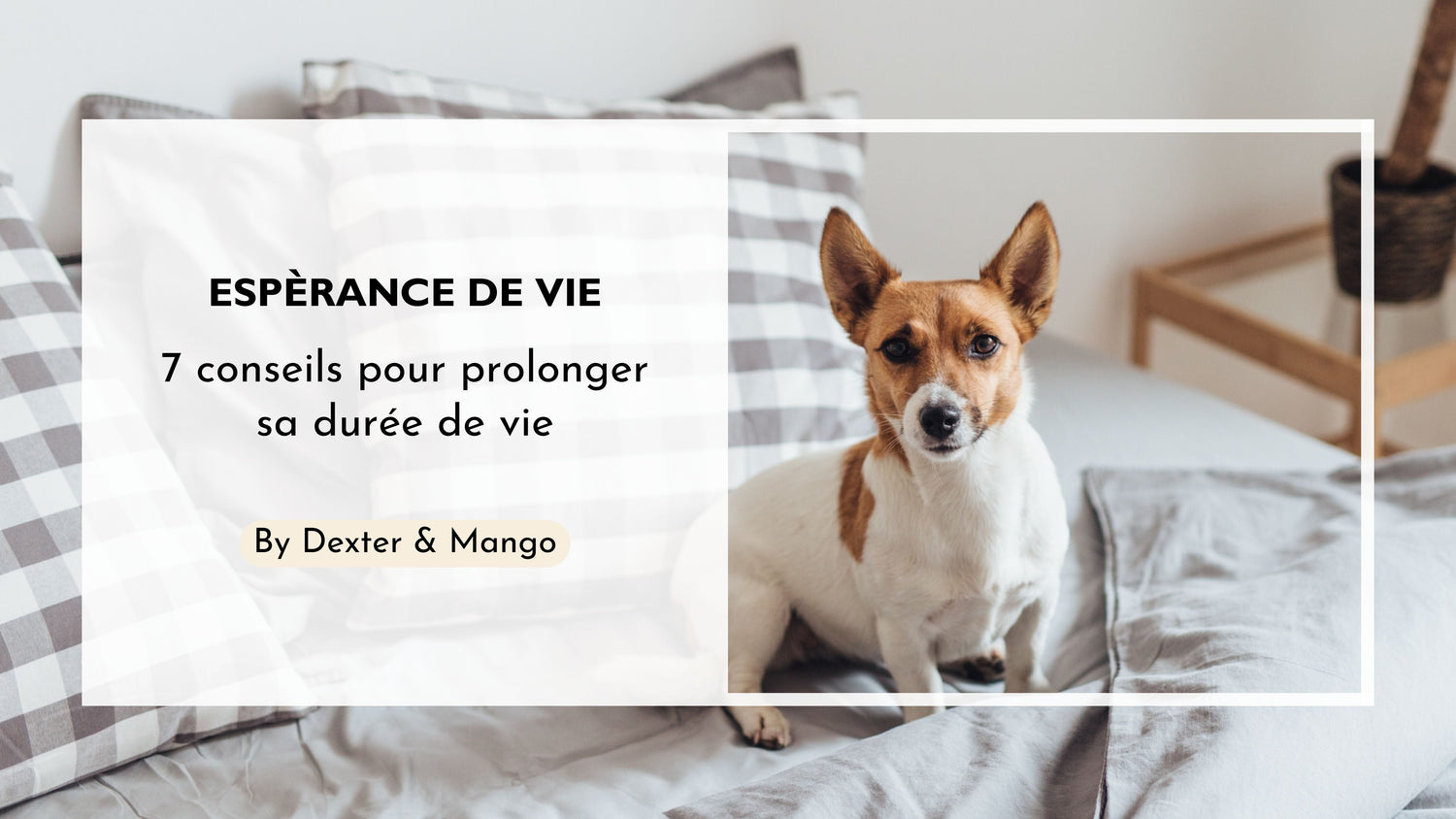 Comment prolonger l'espèrance de vie de votre chien ?