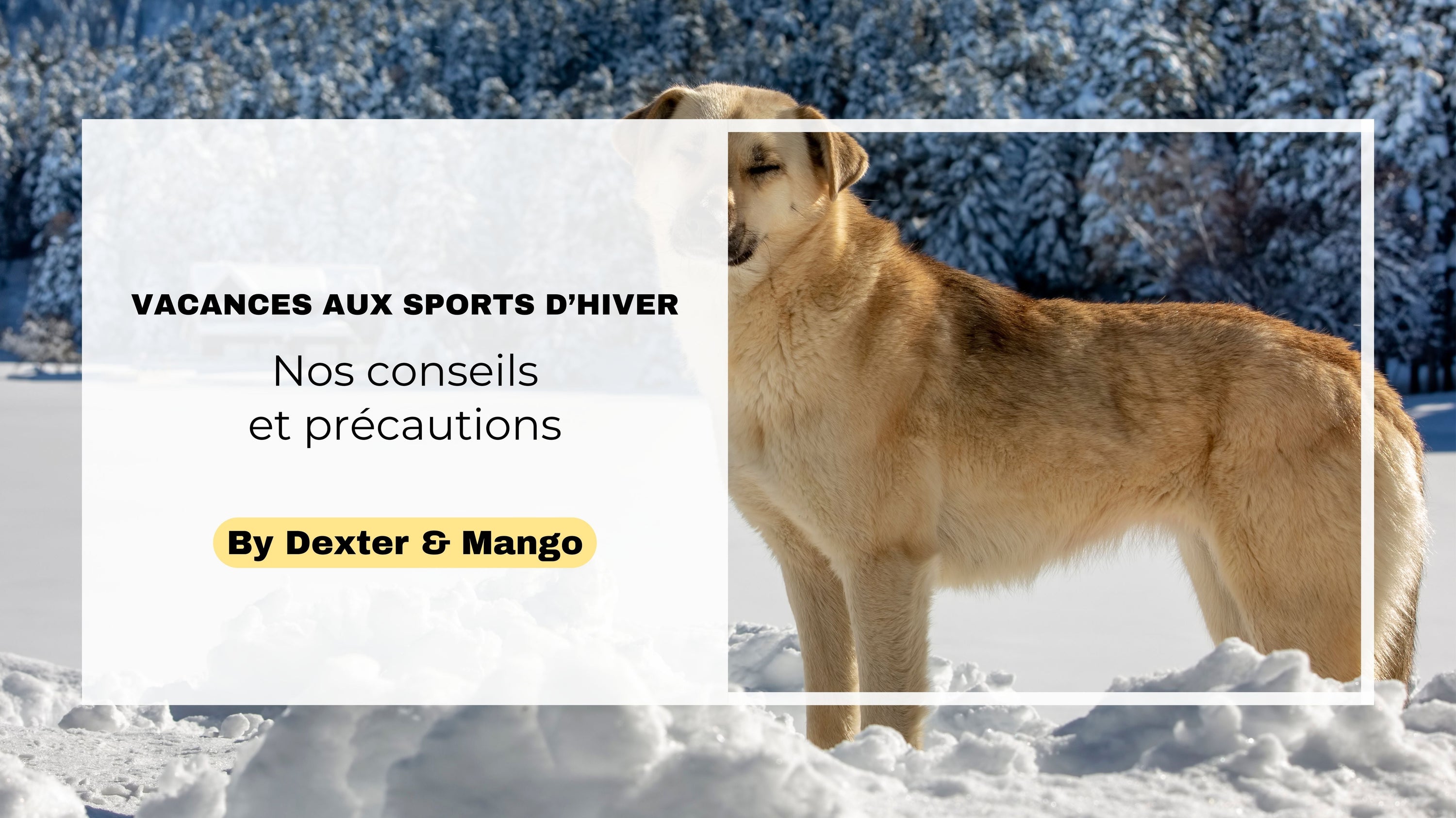 Partir au ski avec son chien : Nos conseils