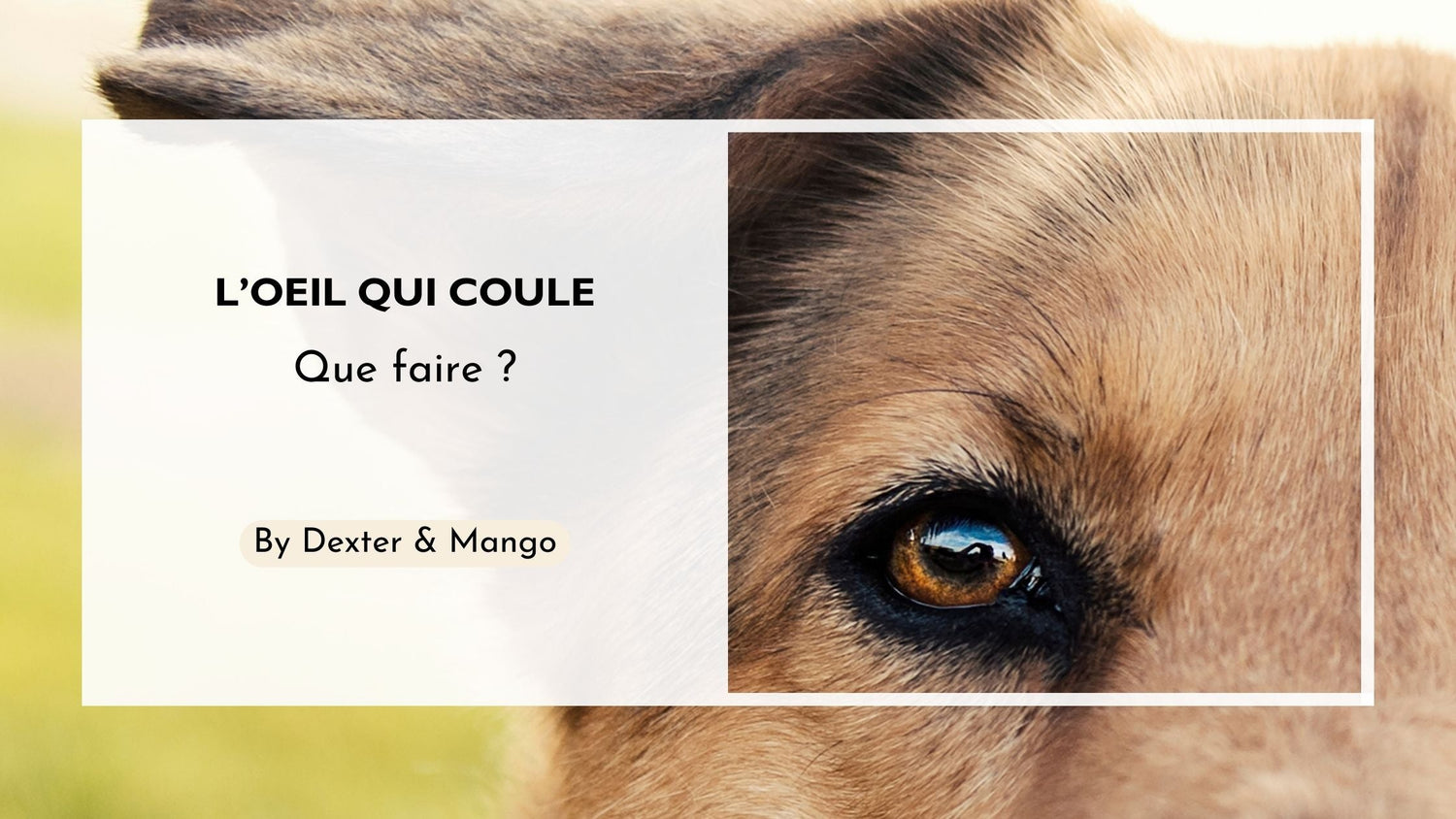 Mon chien a l'œil qui coule : Cause et solutions