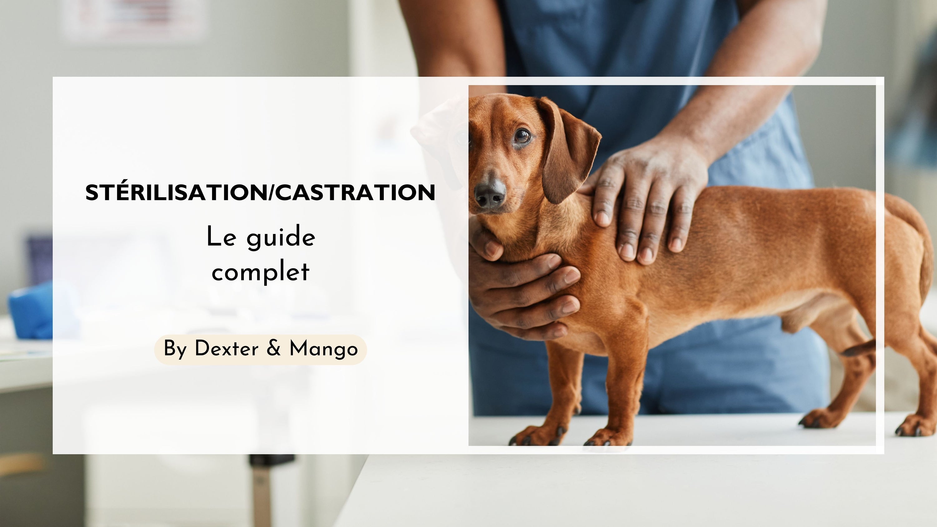 Stérilisation, castration du chien : Pourquoi et quand le faire ?