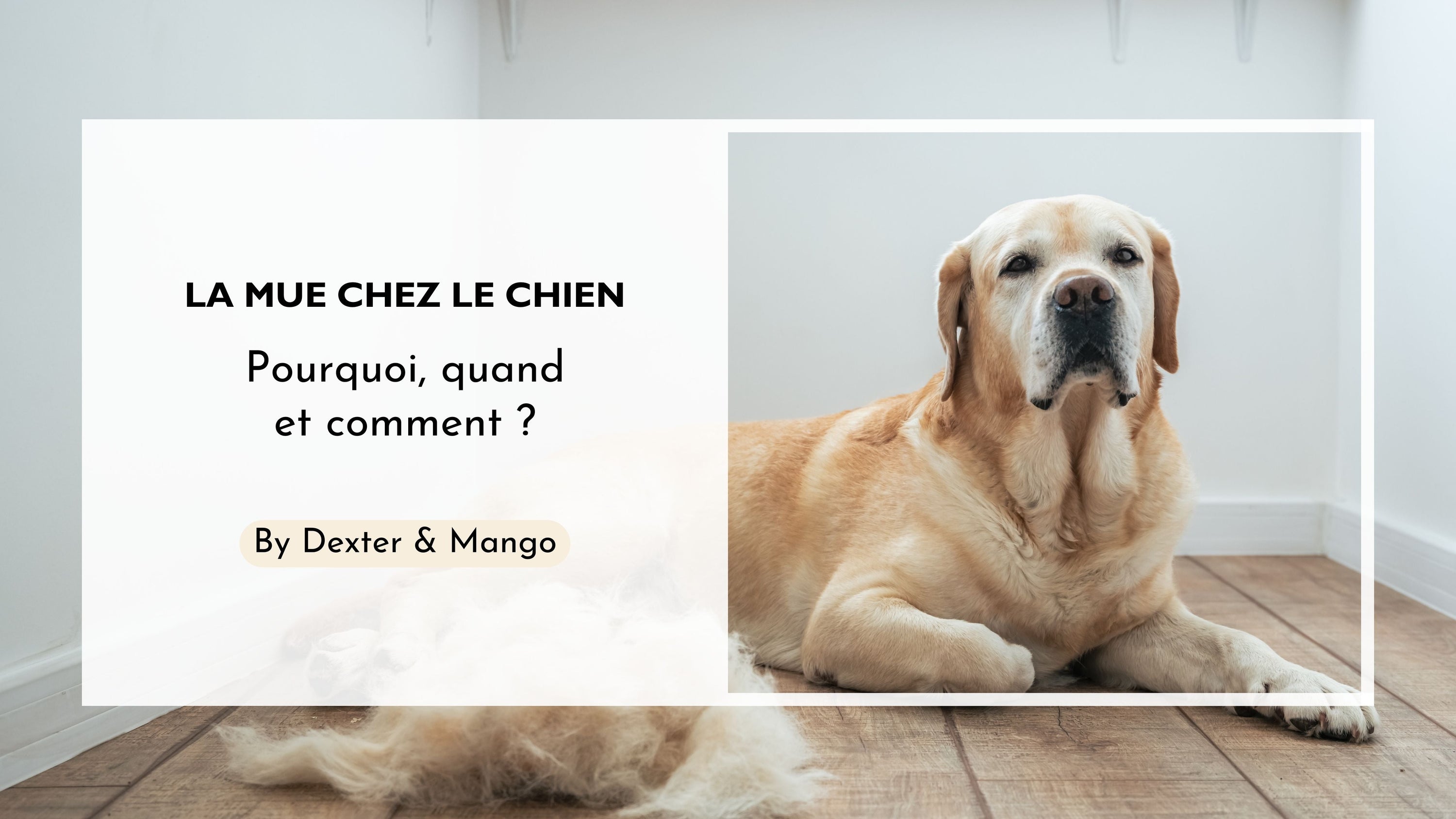 La mue chez le chien : Nos astuces