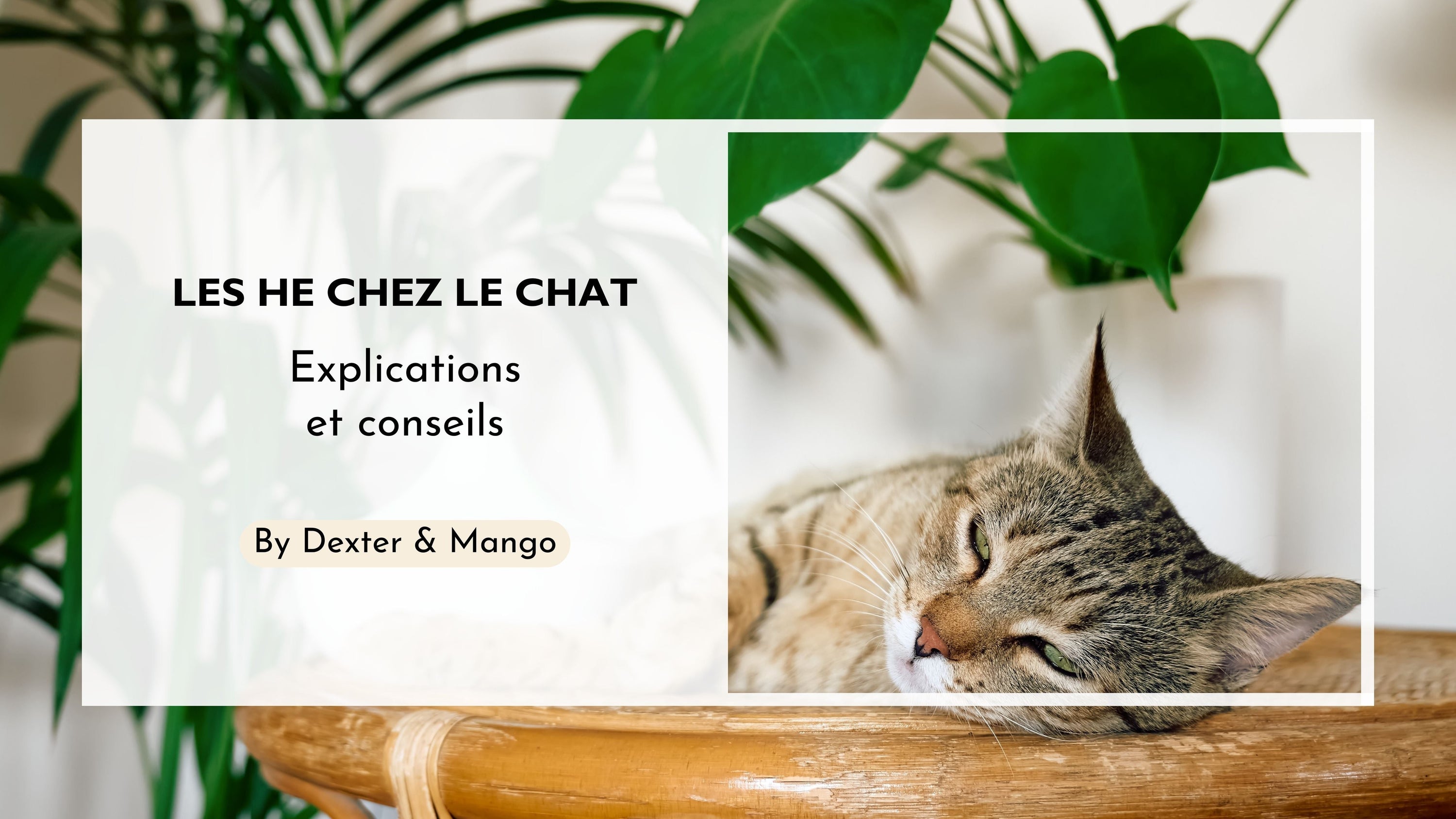 Le chat et les huiles essentielles : Dangers et bienfaits