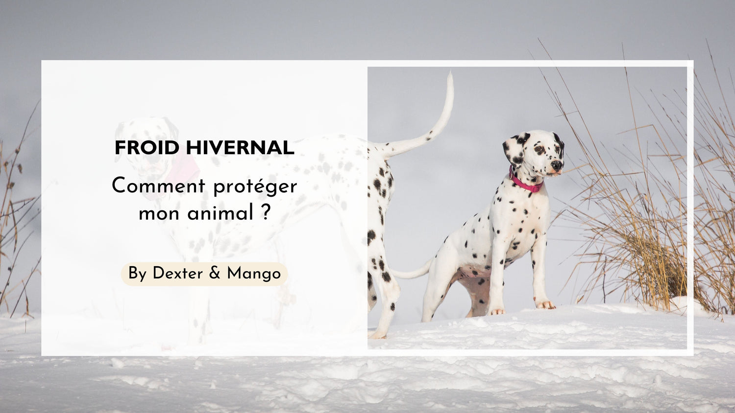 Comment protéger son chien et/ou son chat en hiver ?