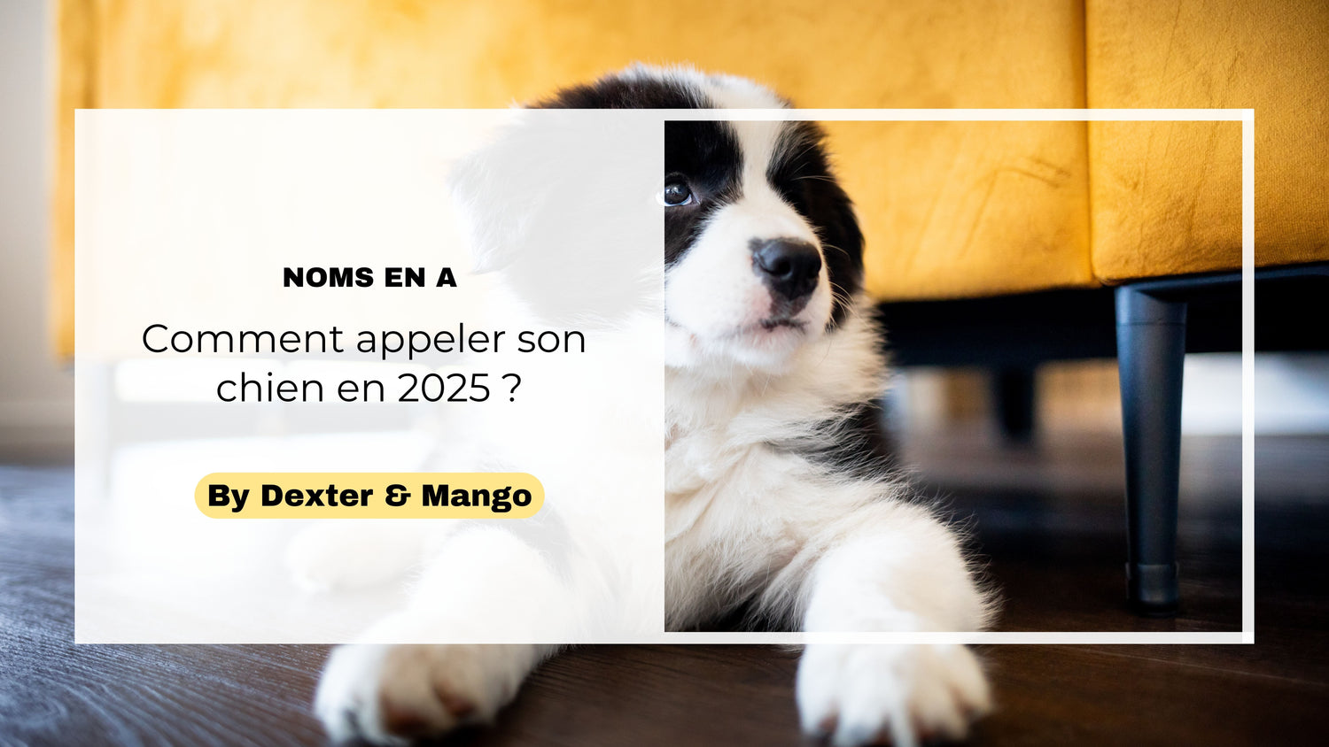 Noms de chien 2025 : Nos idées inspirantes en A