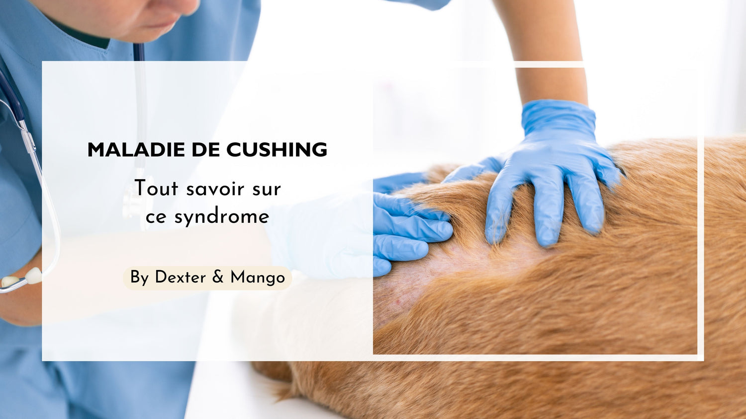 La maladie de cushing : Causes, symptômes et traitements