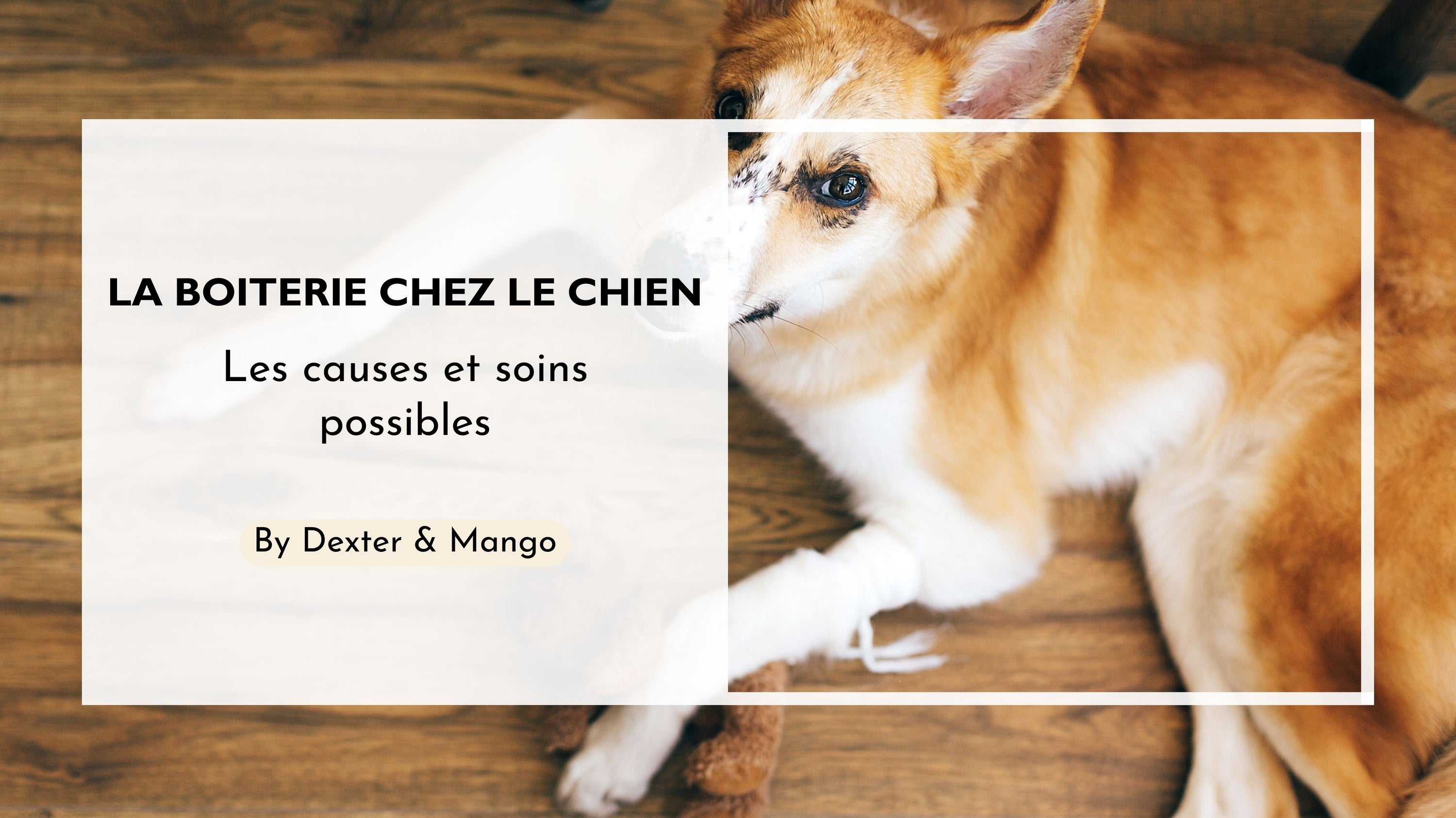 Mon chien boite : Quelles sont les causes et quoi faire ?