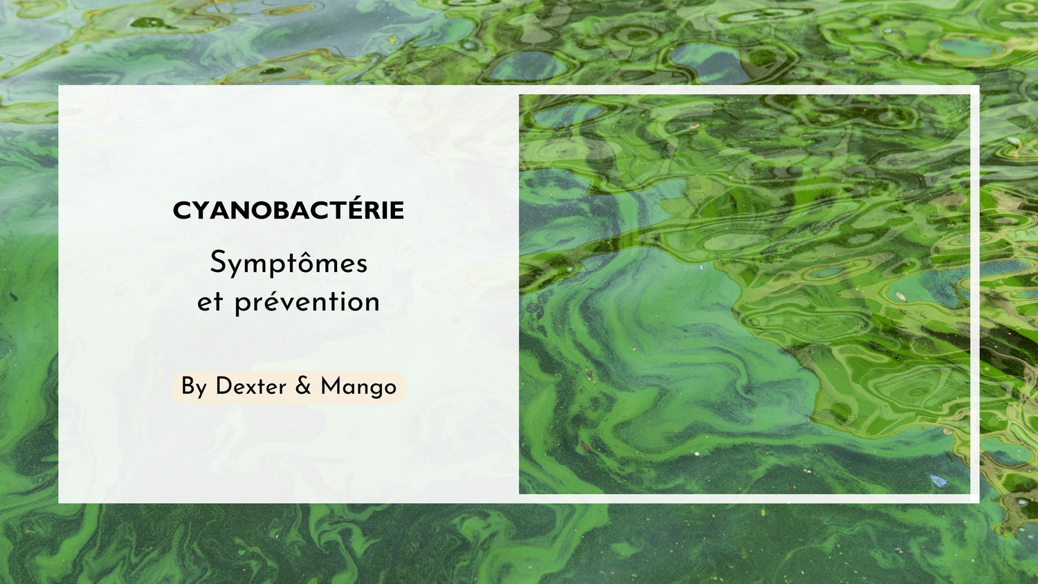 Cyanobactérie : Un danger estival