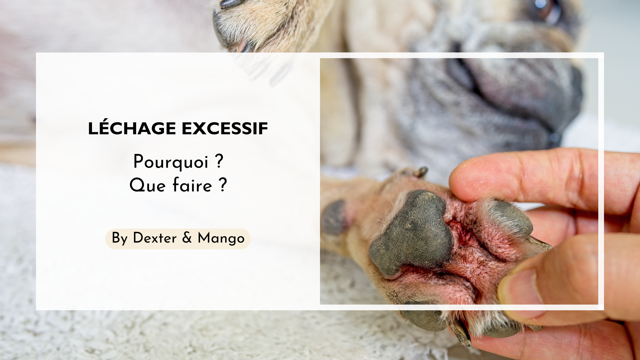 Mon chien se lèche les pattes, pourquoi ?