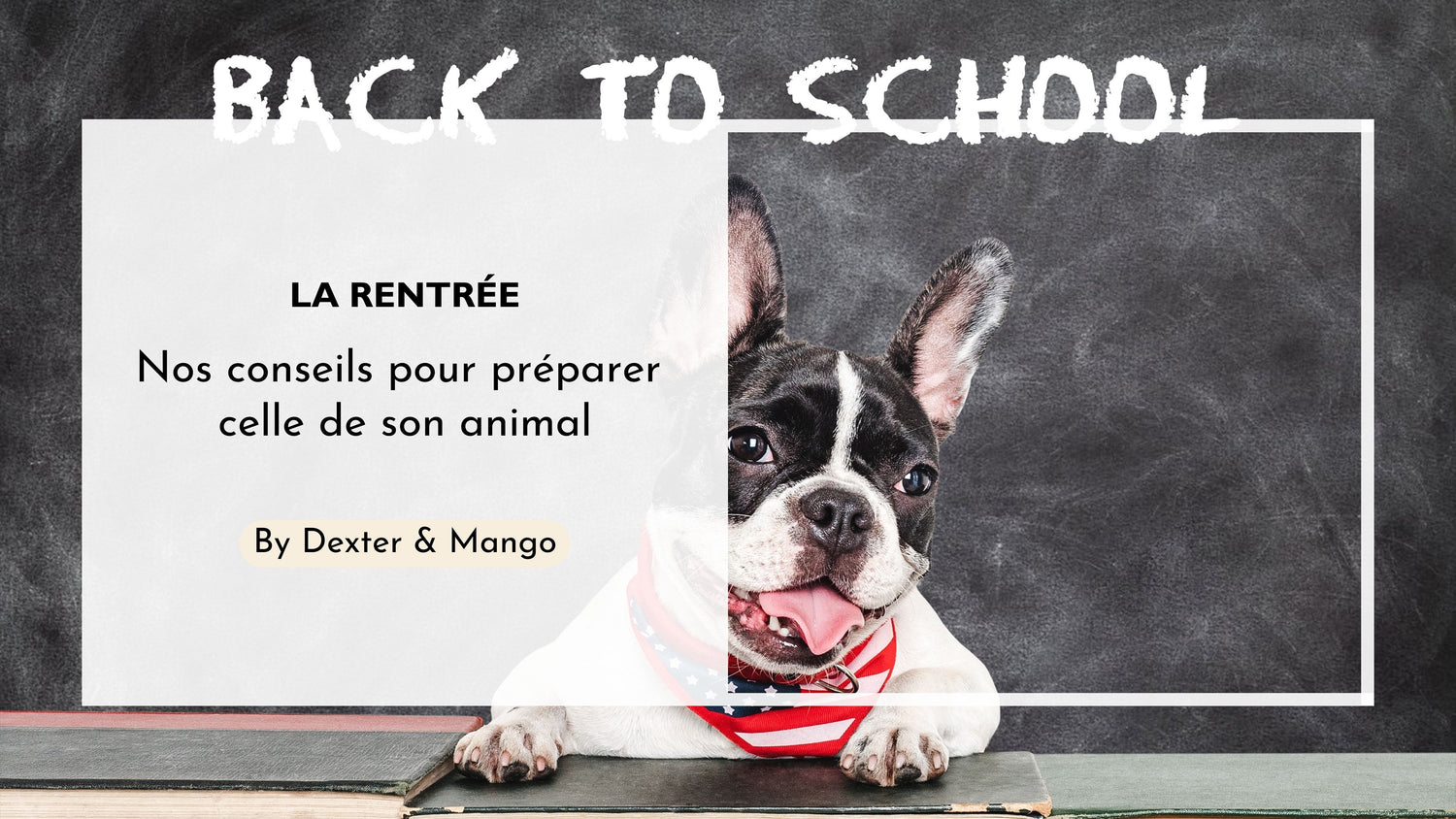 Comment préparer la rentrée de son chien ou de son chat ?